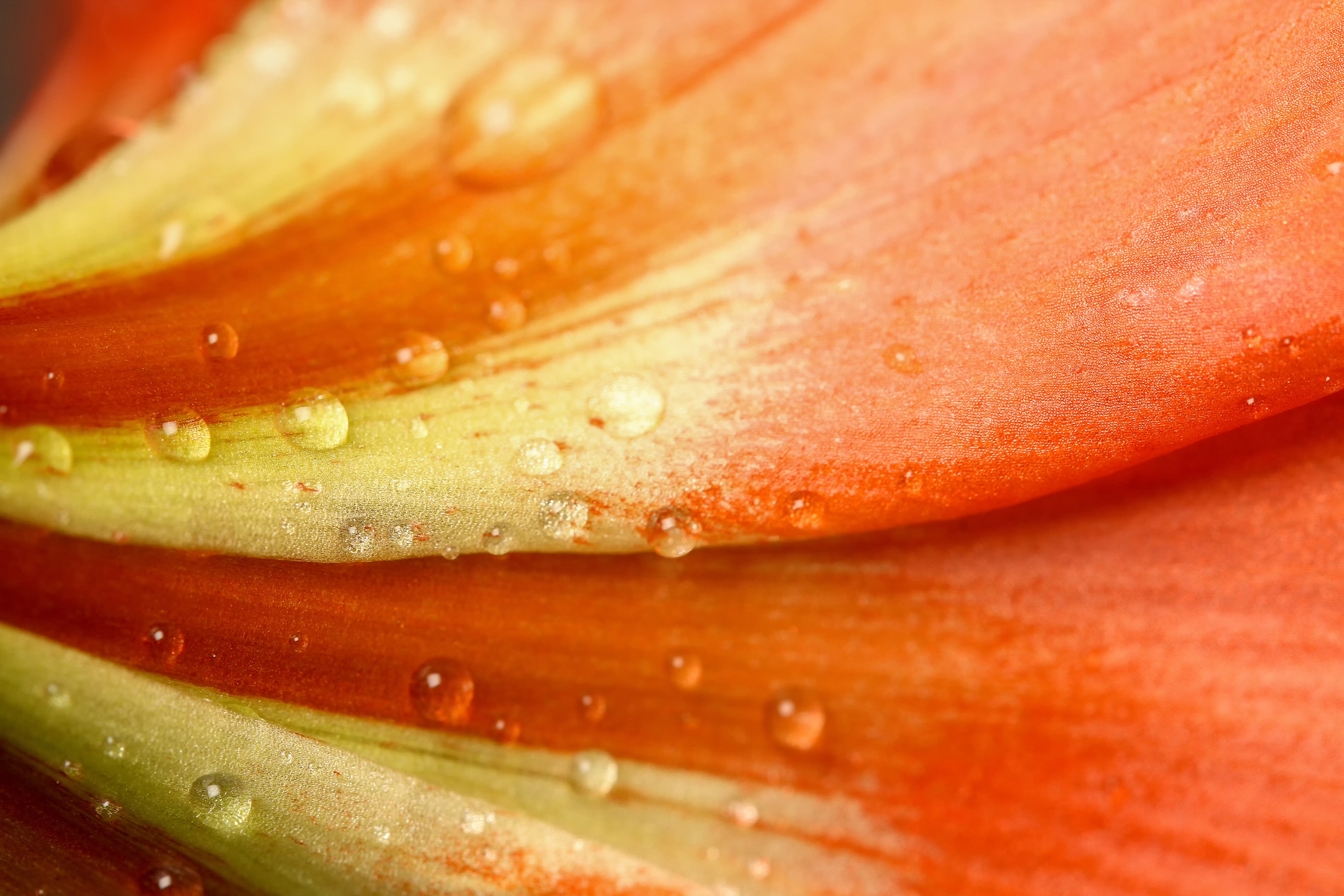 Download mobile wallpaper Petals, Macro, Flower, Dew, Drops for free.