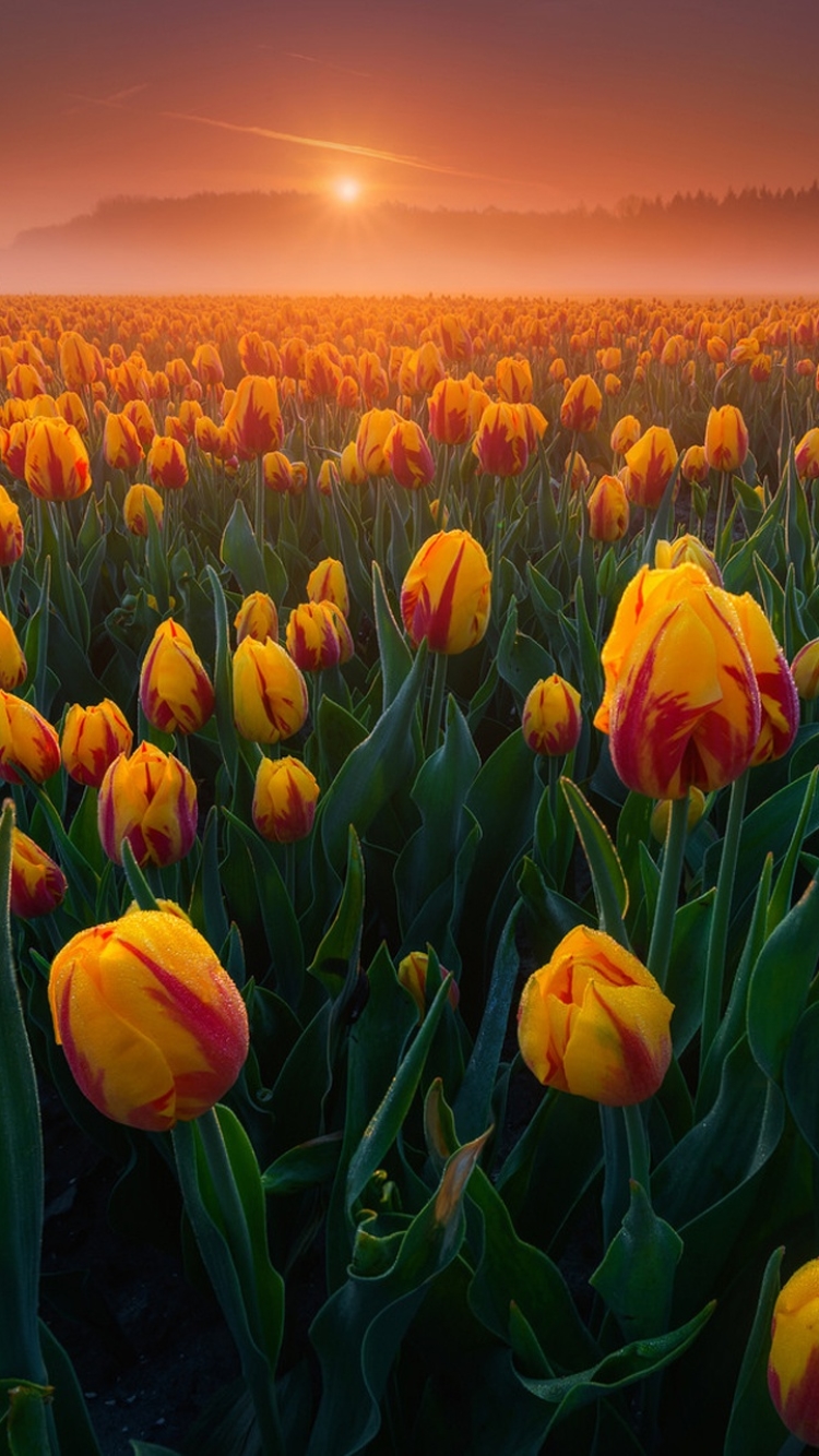 Download mobile wallpaper Nature, Flowers, Summer, Sunrise, Earth, Field, Tulip for free.