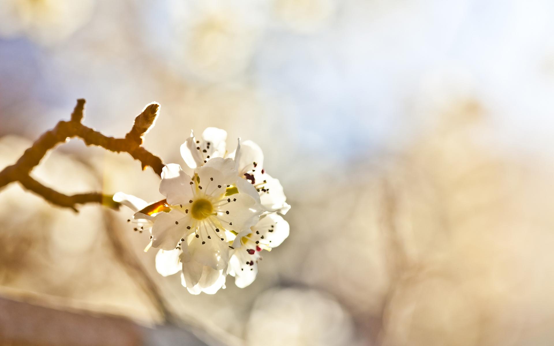 Free download wallpaper Blossom, Flowers, Earth on your PC desktop