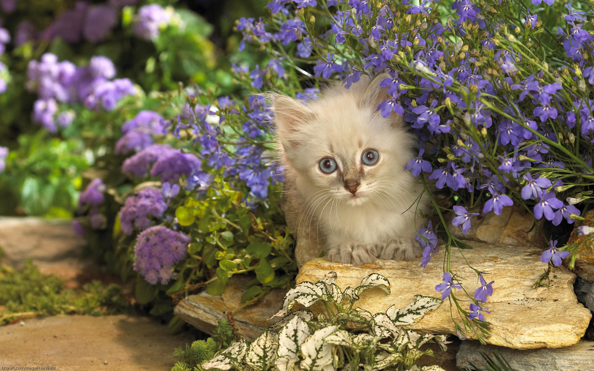 Download mobile wallpaper Cat, Kitten, Animal, Cute for free.