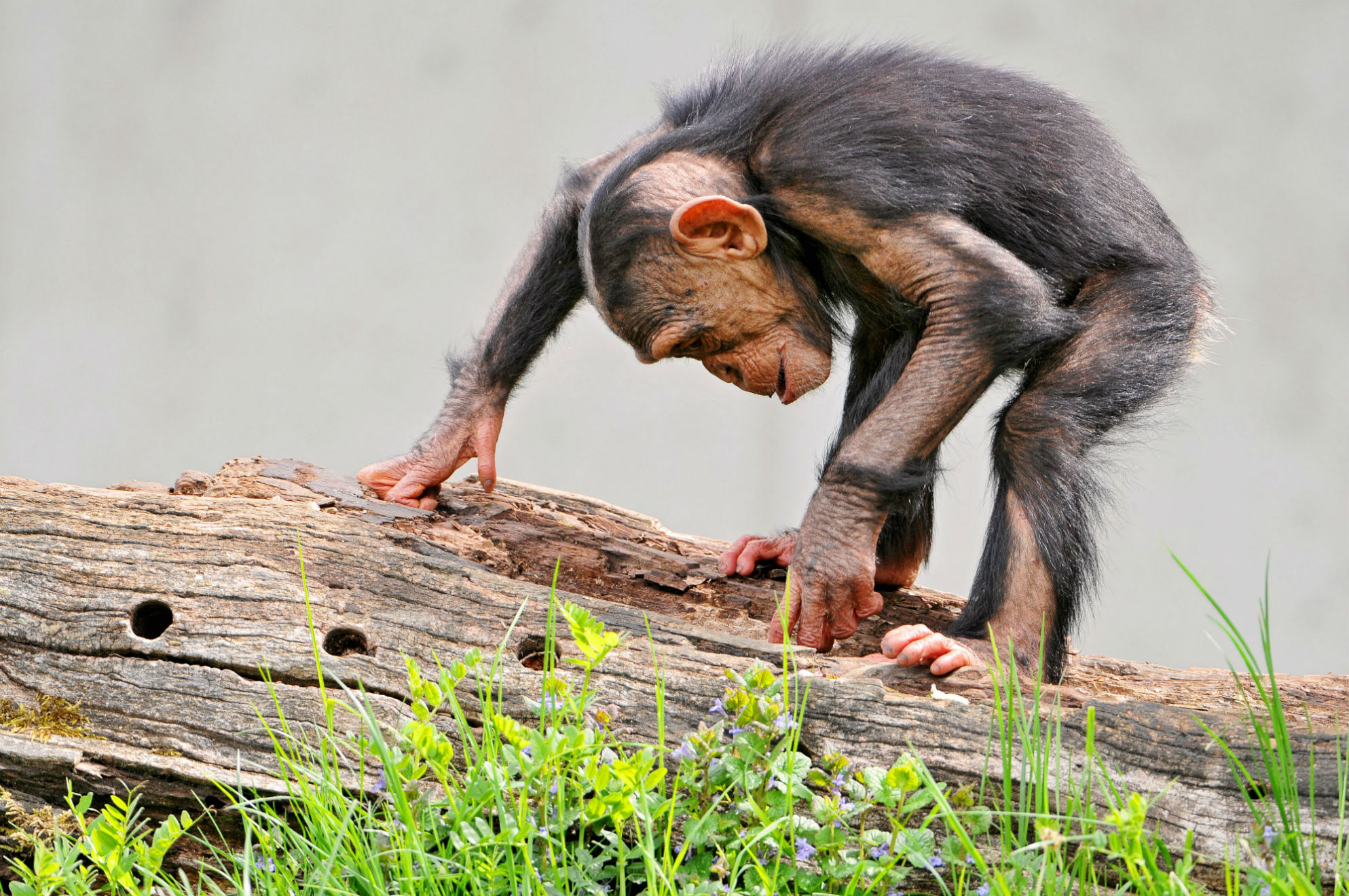 Завантажити шпалери безкоштовно Тварина, Шимпанзе картинка на робочий стіл ПК