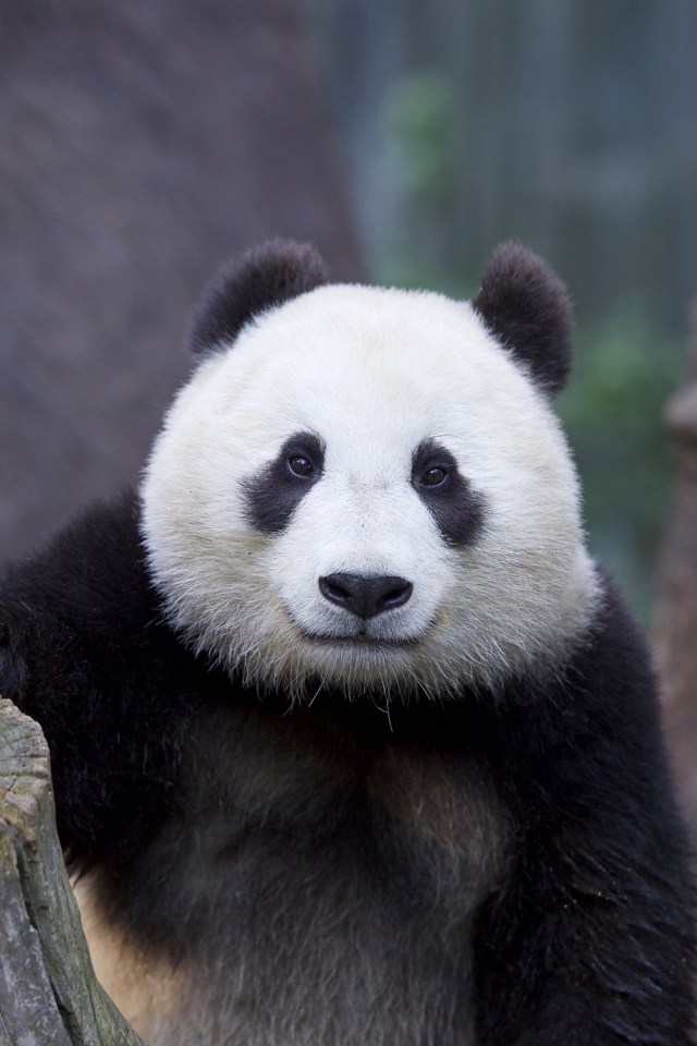 Descarga gratuita de fondo de pantalla para móvil de Animales, Gracioso, Panda.