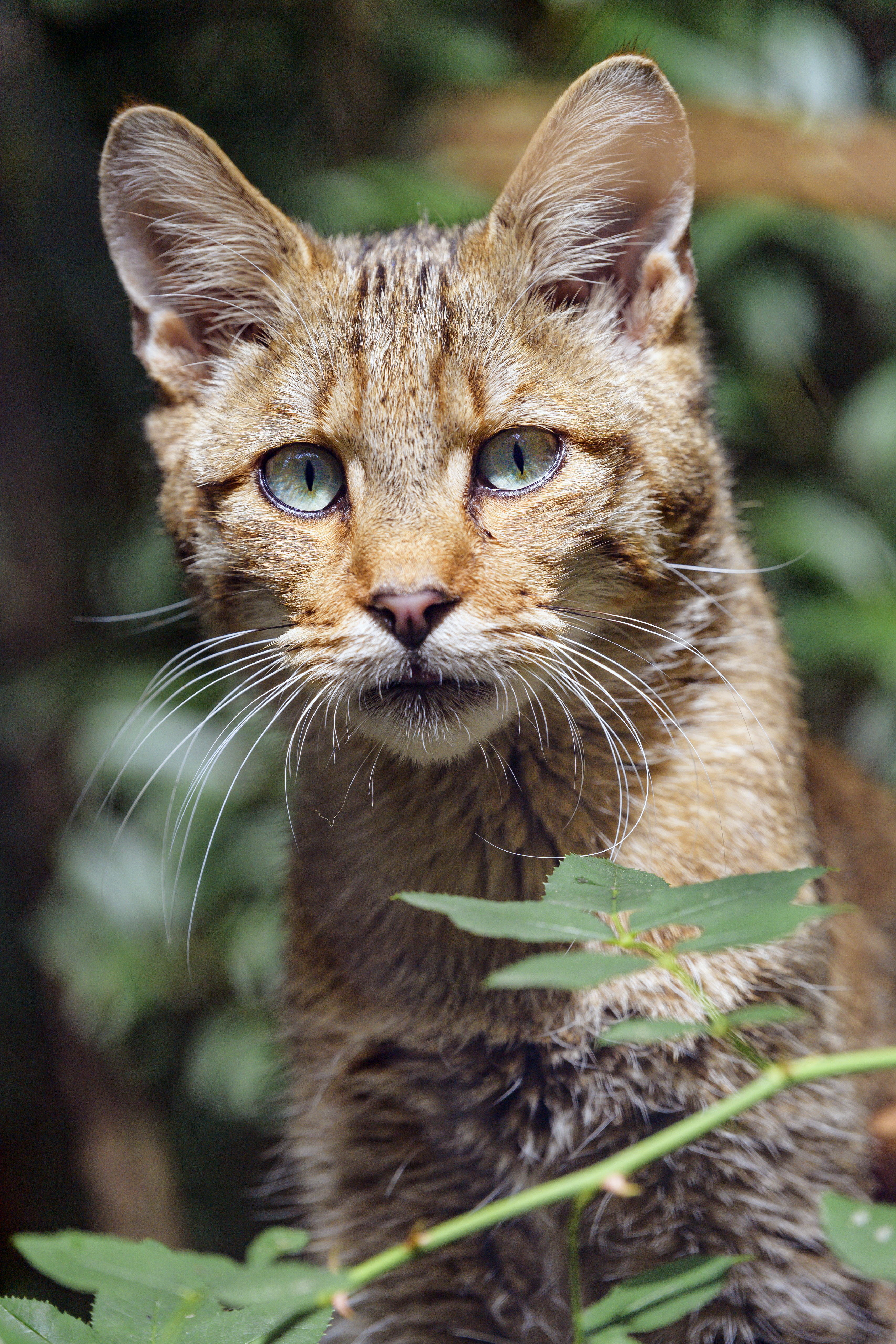 Download mobile wallpaper Sight, Opinion, Wildcat, Muzzle, Grass, Wild Cat, Cat, Animals for free.