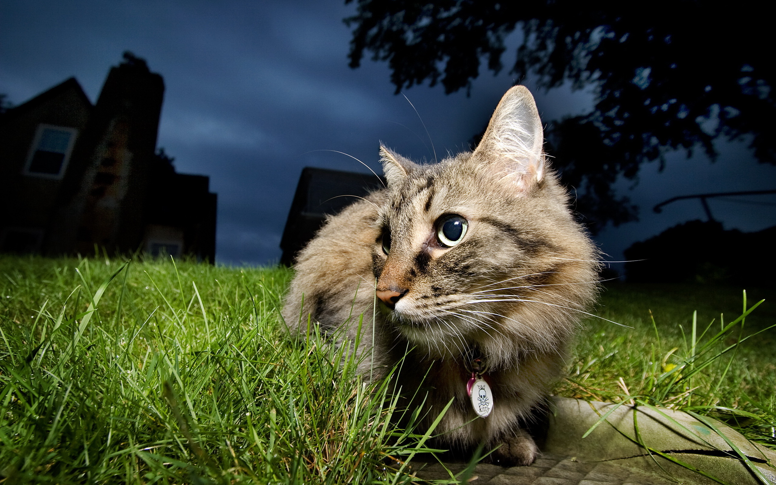 Handy-Wallpaper Katze, Katzen, Tiere kostenlos herunterladen.