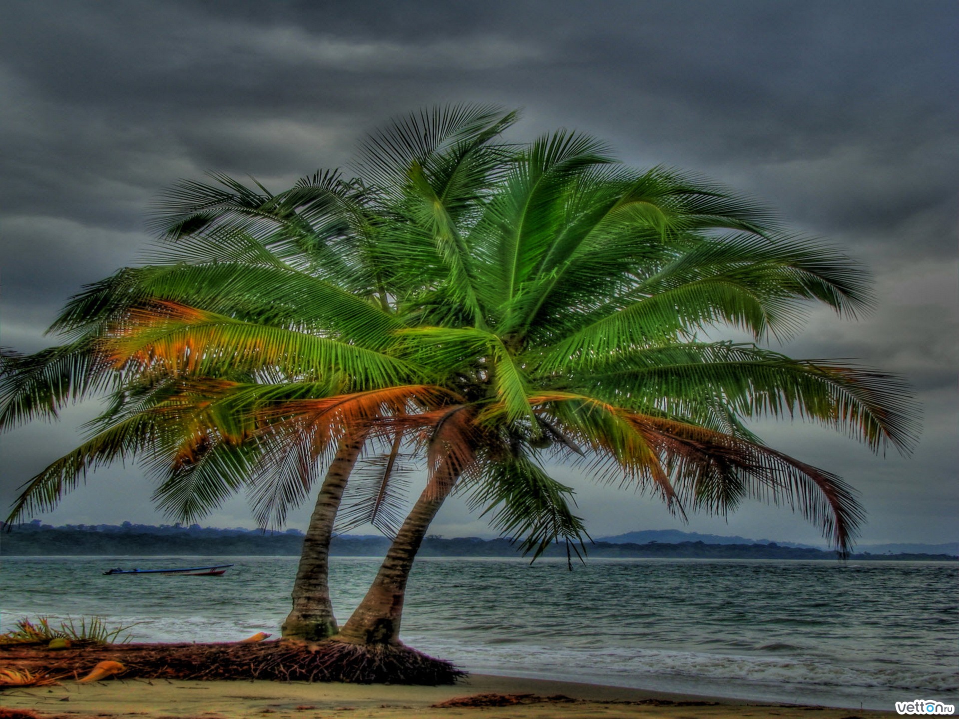 Descarga gratuita de fondo de pantalla para móvil de Naturaleza, Playa, Árbol, Tierra/naturaleza, Palmera, Tropico.