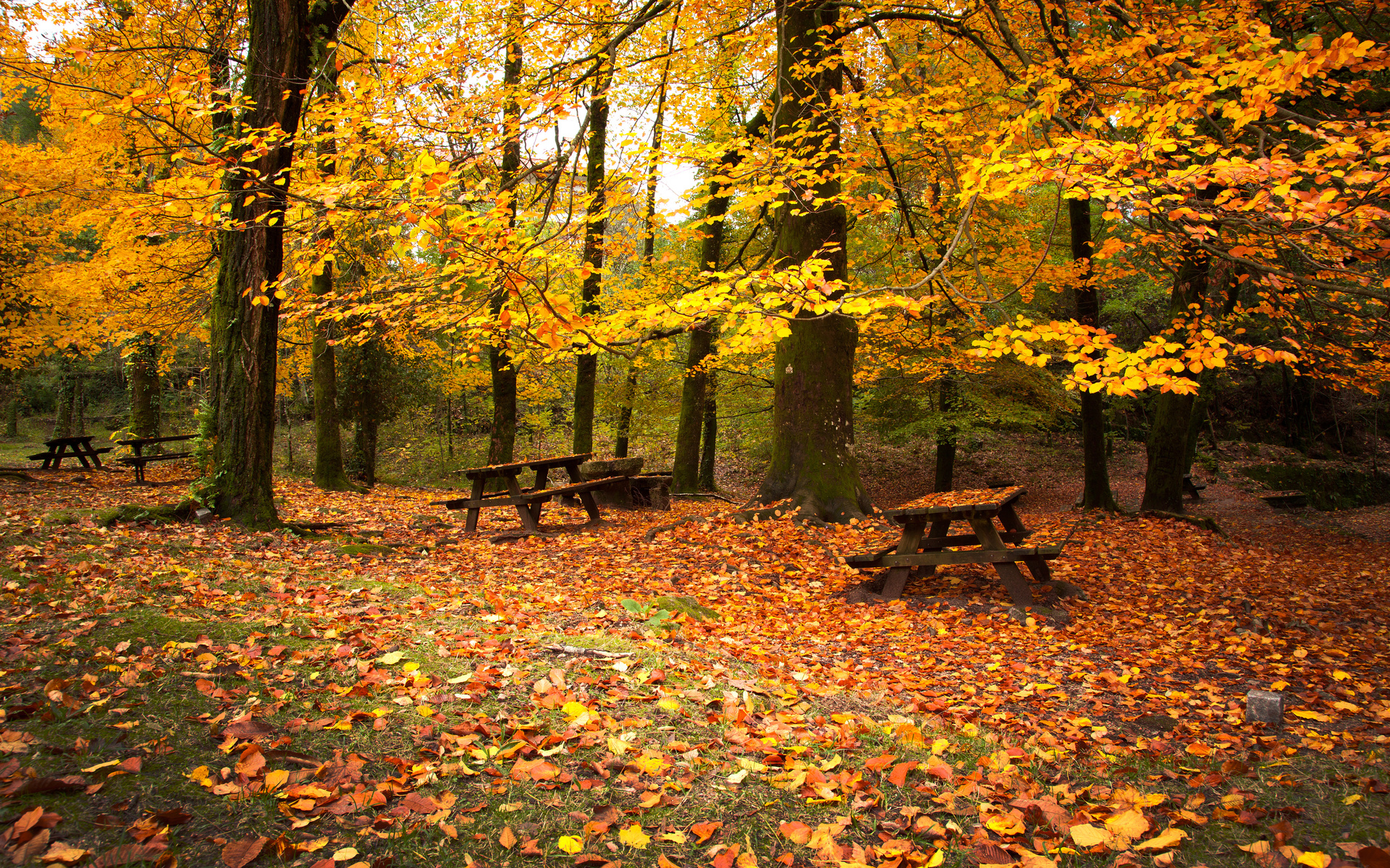 Download mobile wallpaper Landscape, Forest, Park, Leaf, Fall, Bench, Photography, Scenic for free.