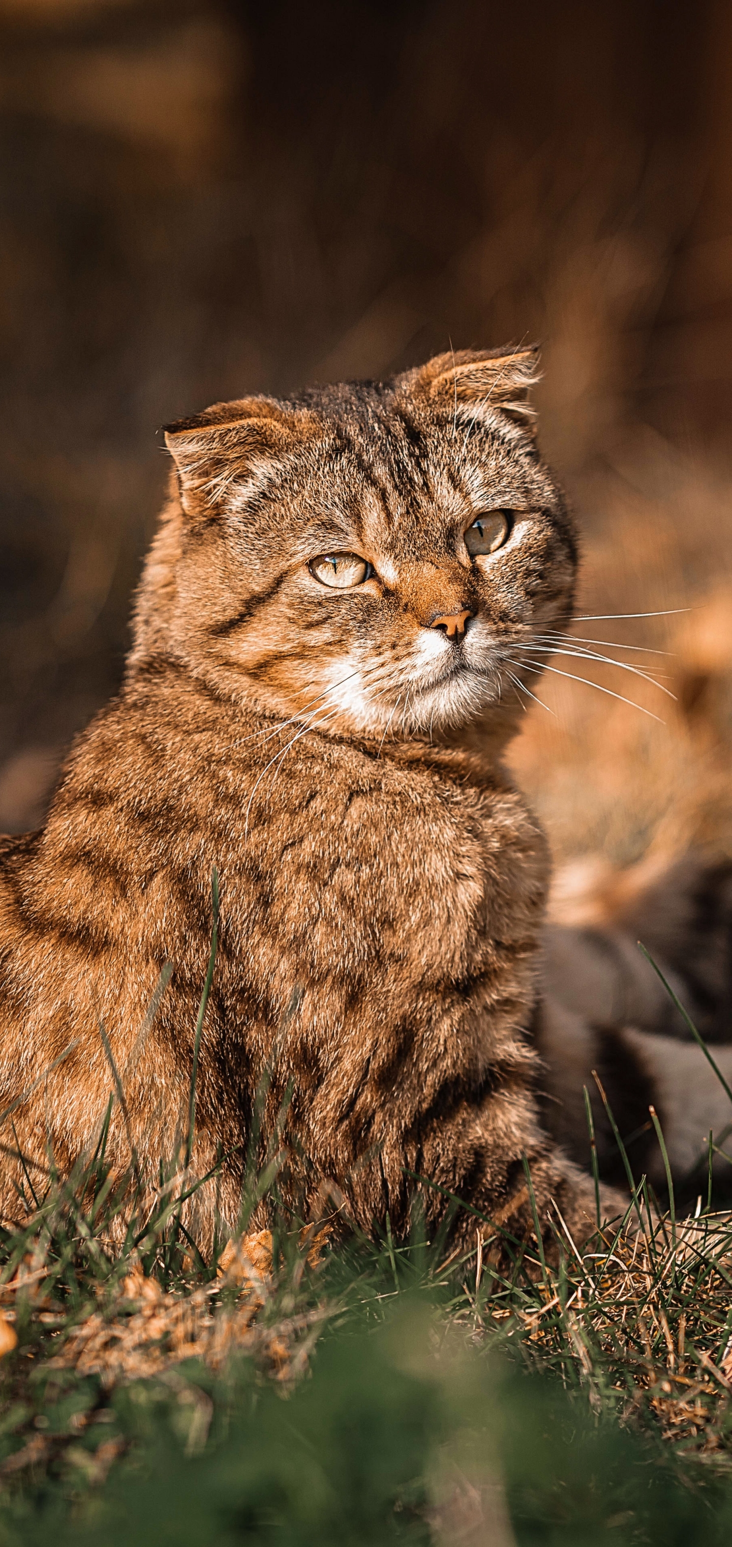 Baixar papel de parede para celular de Gato, Gatos, Animais gratuito.