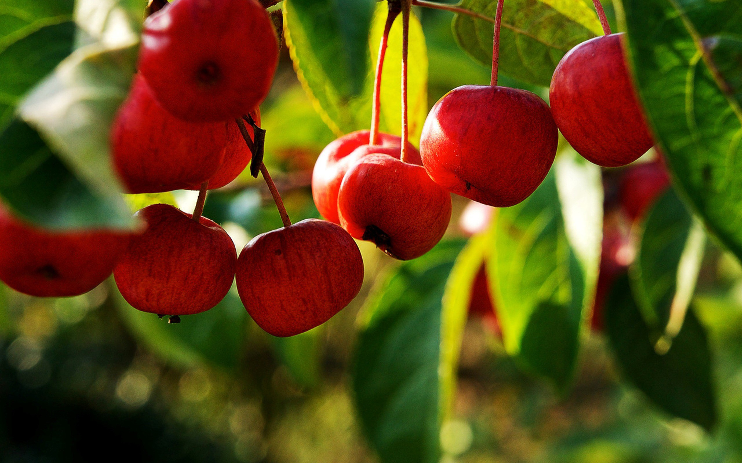 Free download wallpaper Food, Cherry on your PC desktop