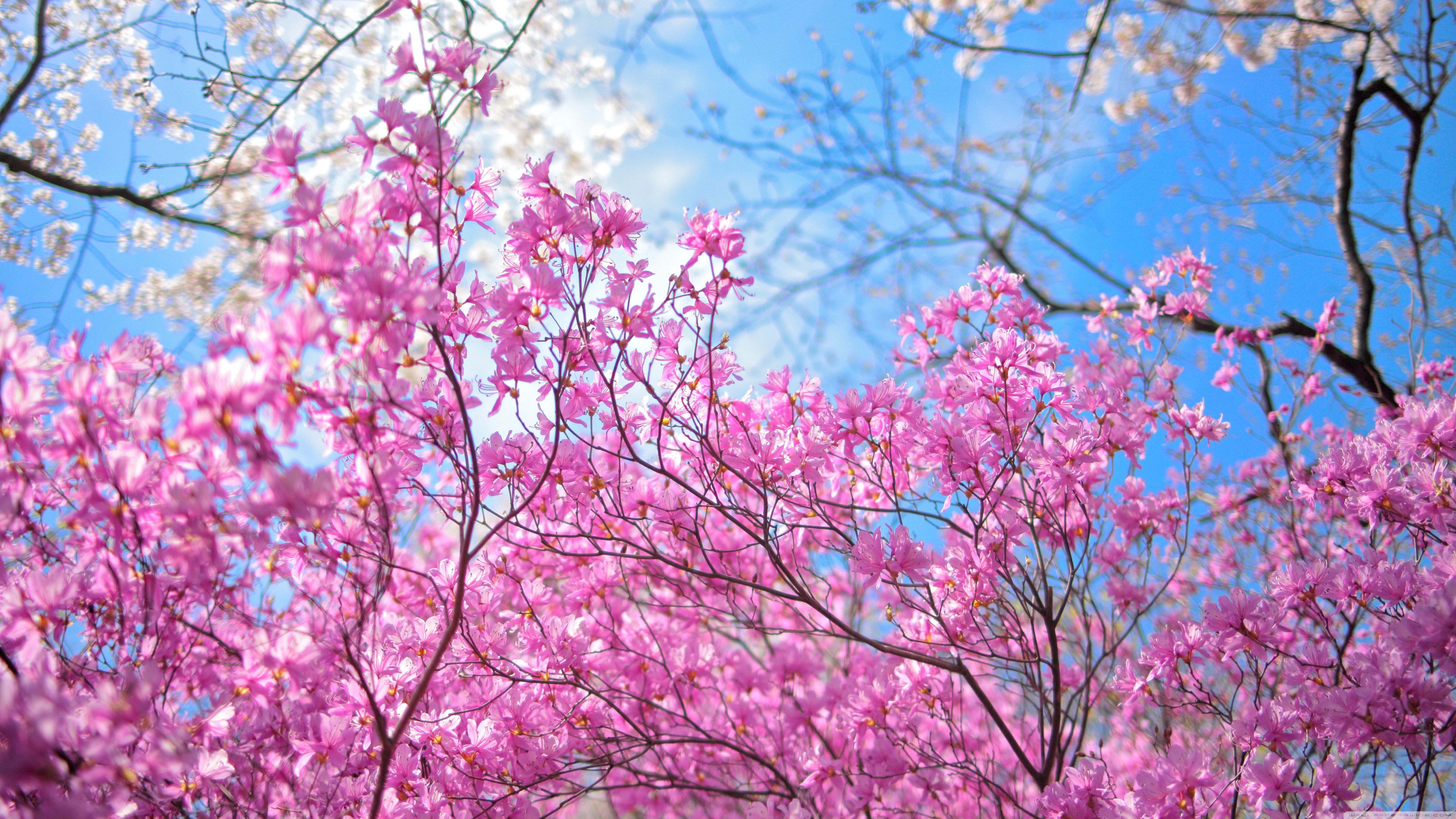 441207壁紙のダウンロード地球, 花, ブランチ, 桜の花, ピンクの花, フラワーズ-スクリーンセーバーと写真を無料で