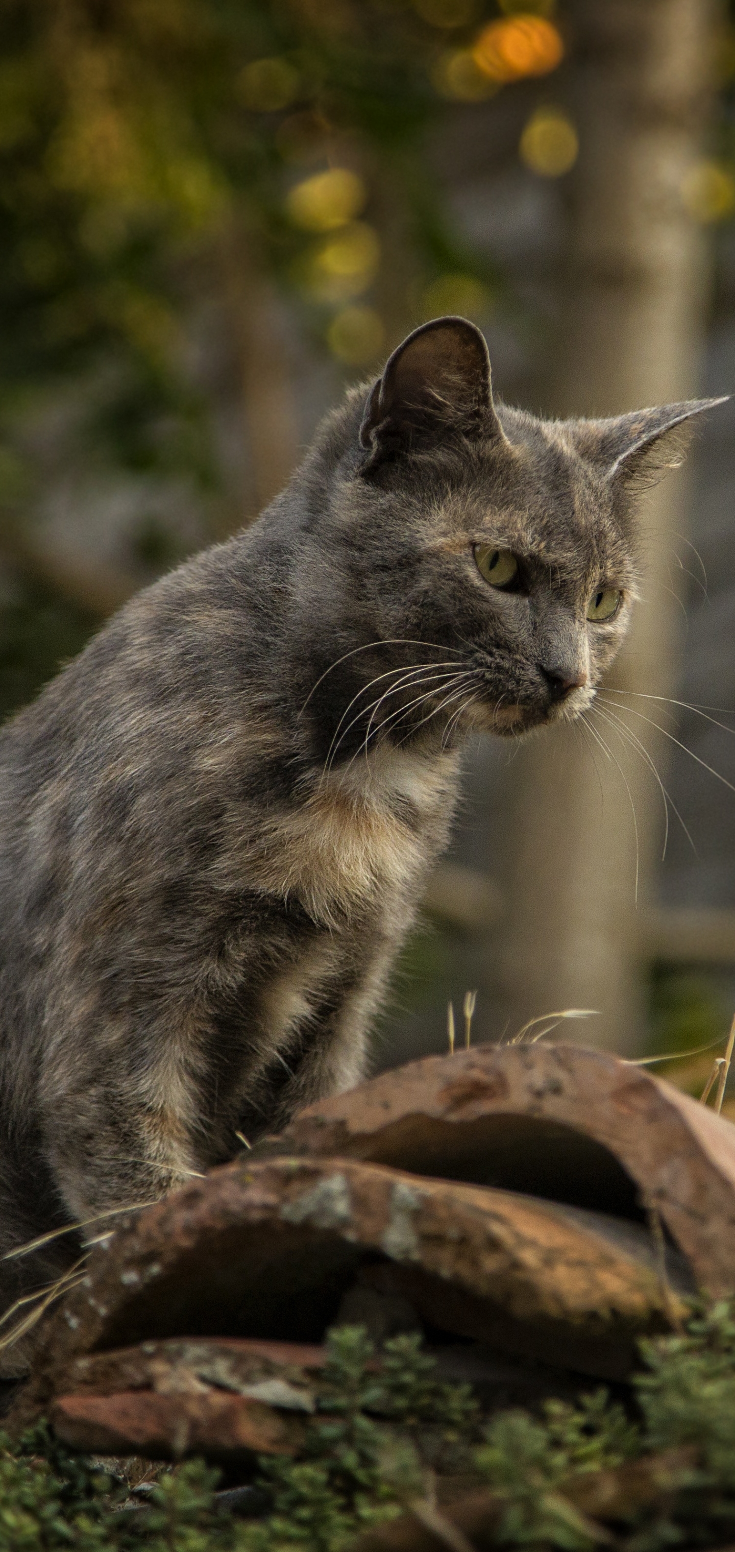 PCデスクトップにネコ, 猫, 動物画像を無料でダウンロード