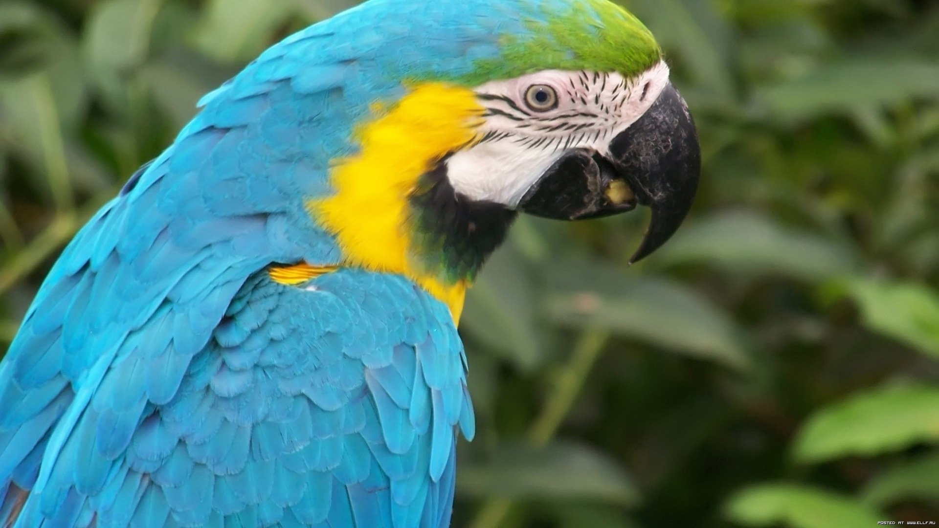 animals, birds, parrots, turquoise