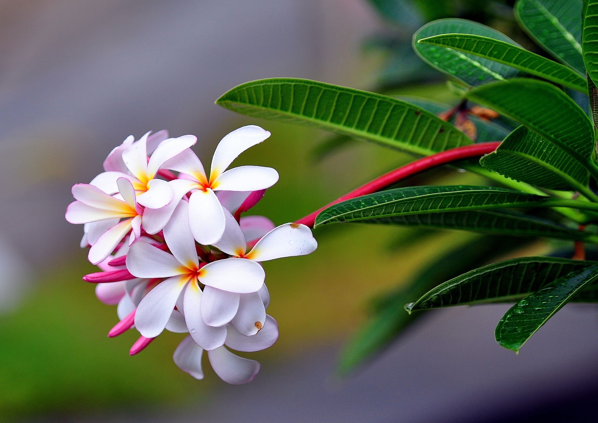 276193 descargar fondo de pantalla frangipani, tierra/naturaleza, flor, flores: protectores de pantalla e imágenes gratis