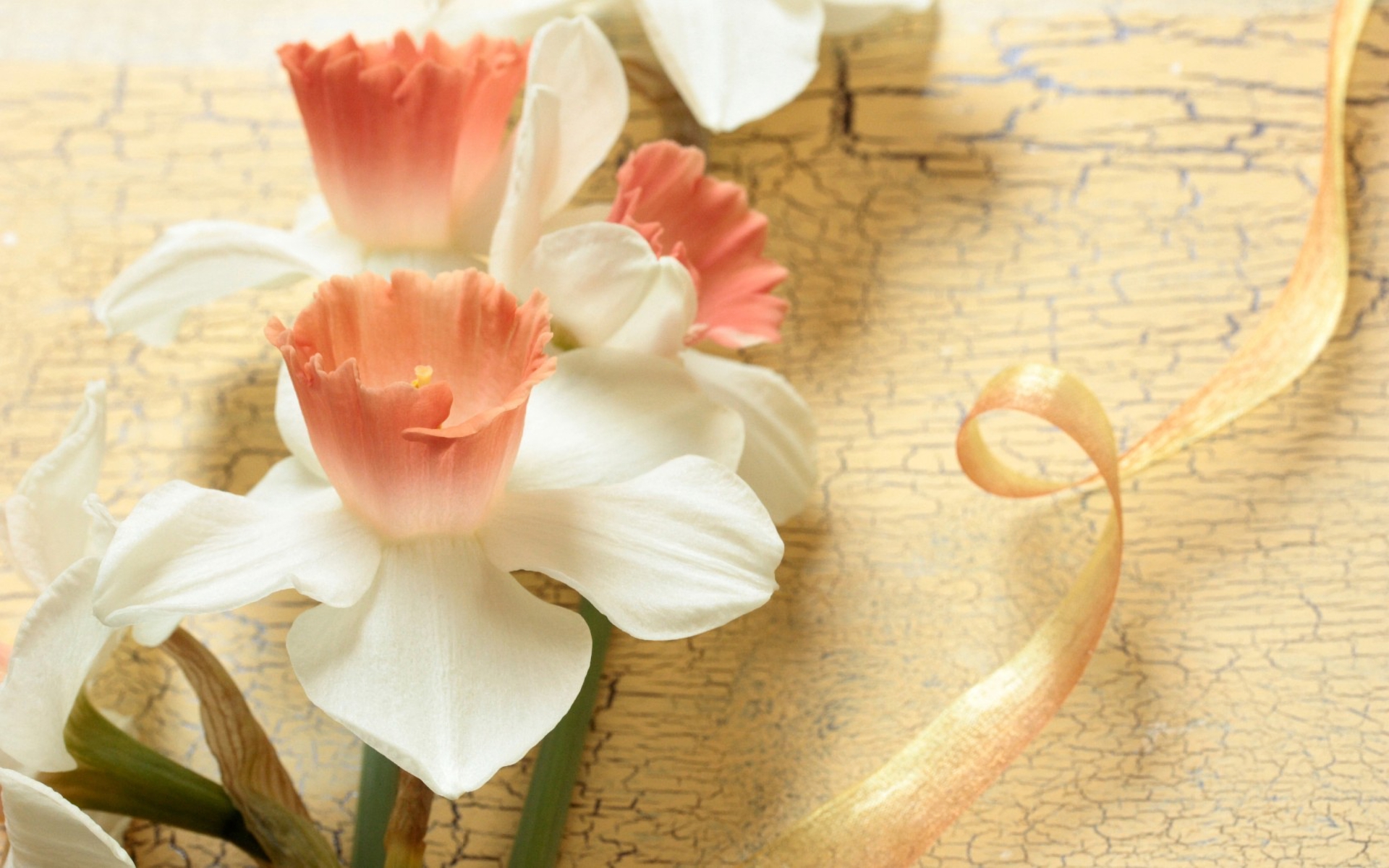 Free download wallpaper Flowers, Flower, Earth, White Flower, Daffodil on your PC desktop