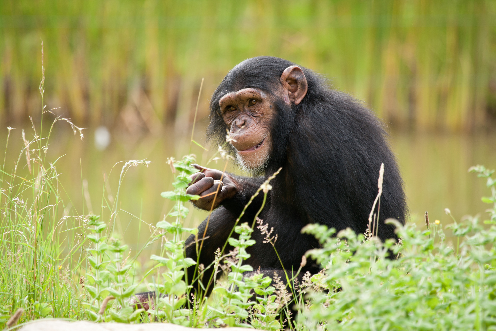 319379 Hintergrundbild herunterladen tiere, schimpanse, affen - Bildschirmschoner und Bilder kostenlos