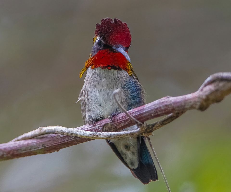 Download mobile wallpaper Birds, Bird, Branch, Animal, Hummingbird for free.