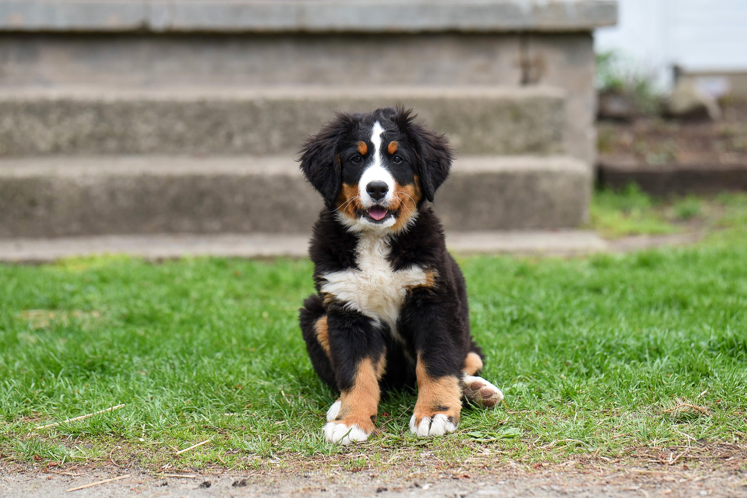 Download mobile wallpaper Dogs, Dog, Animal, Puppy, Bernese Mountain Dog, Baby Animal for free.
