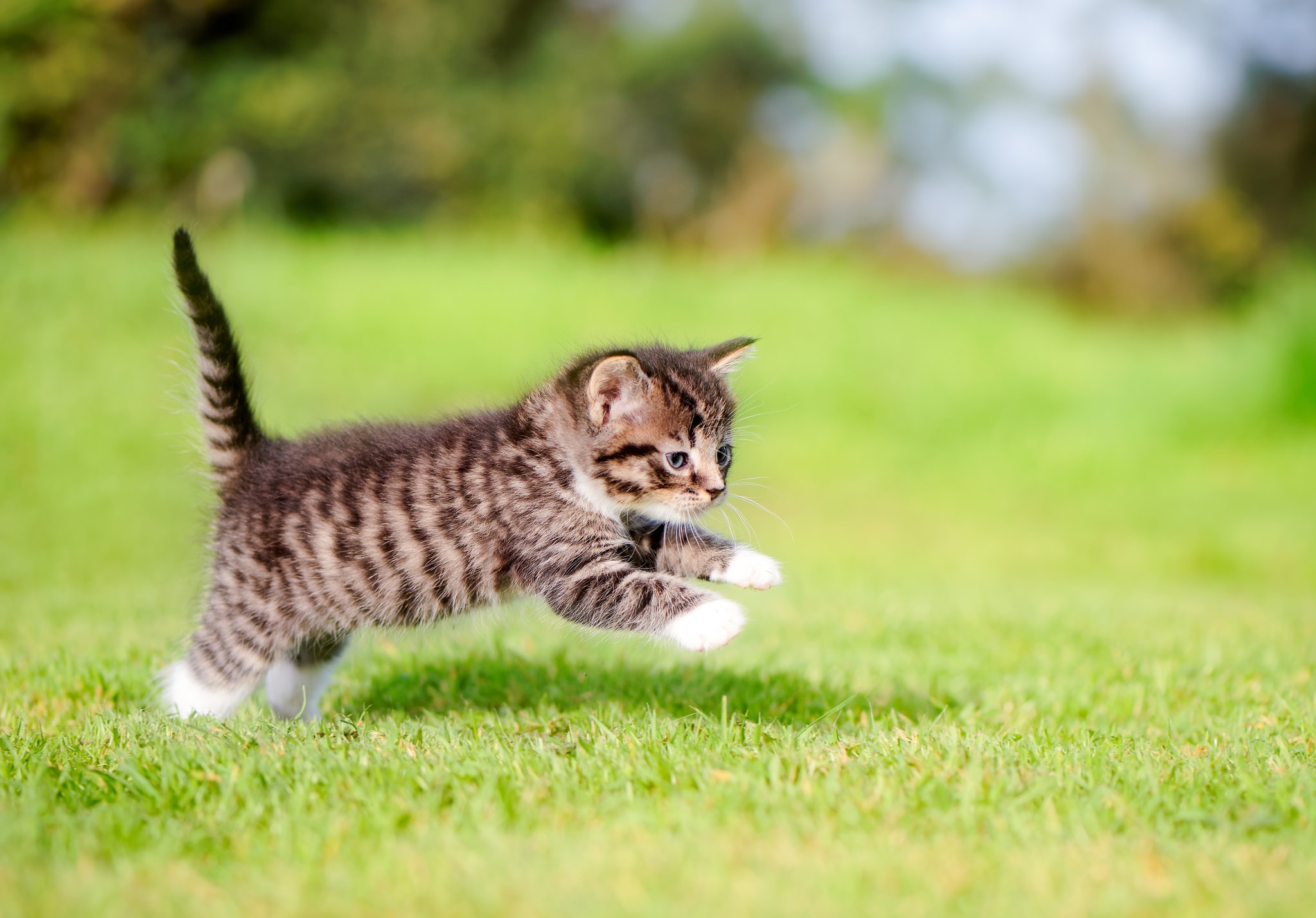 Laden Sie das Tiere, Katzen, Katze, Kätzchen, Verwischen, Gras, Tierbaby-Bild kostenlos auf Ihren PC-Desktop herunter