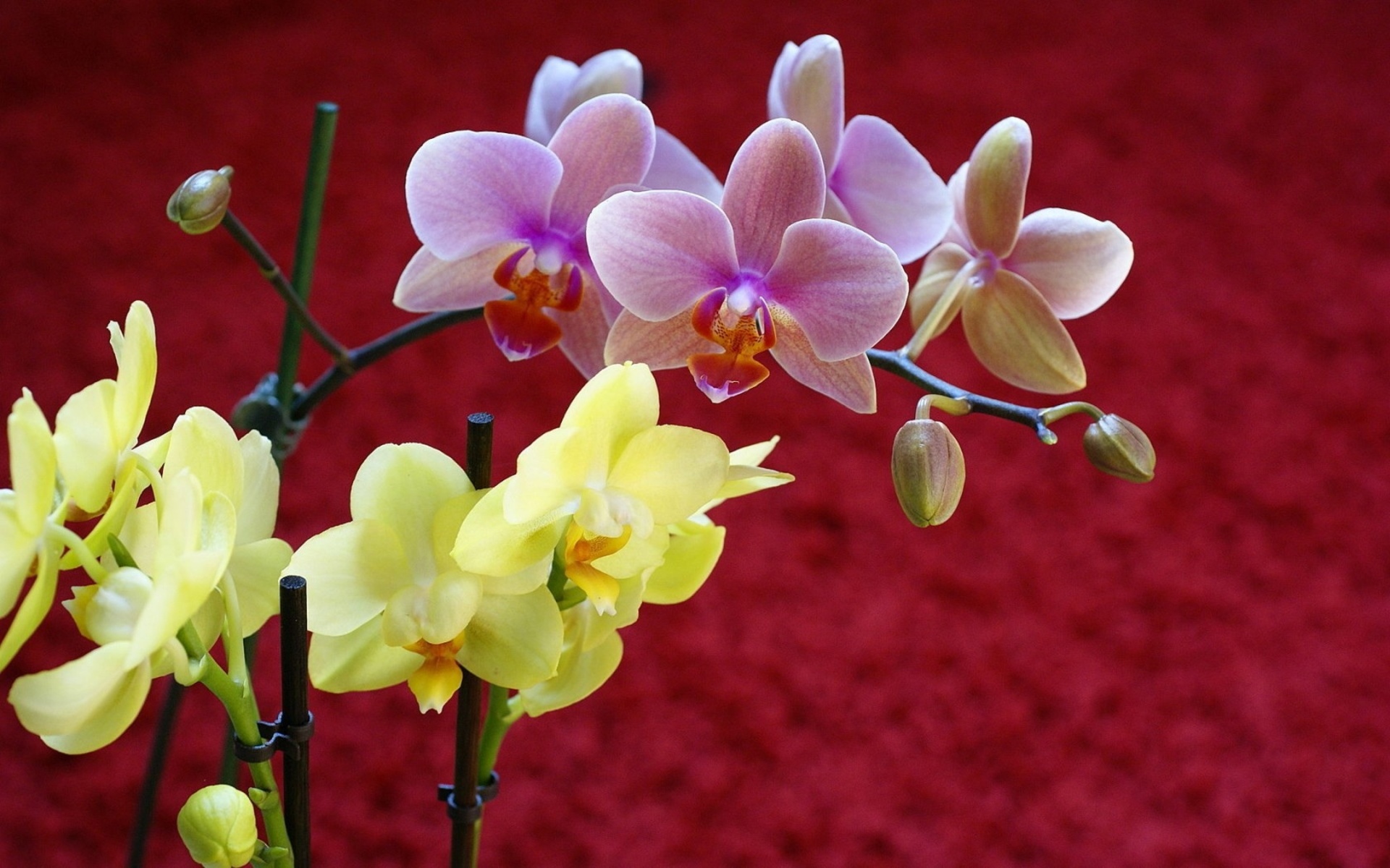 Handy-Wallpaper Orchidee, Blumen, Blume, Erde/natur kostenlos herunterladen.