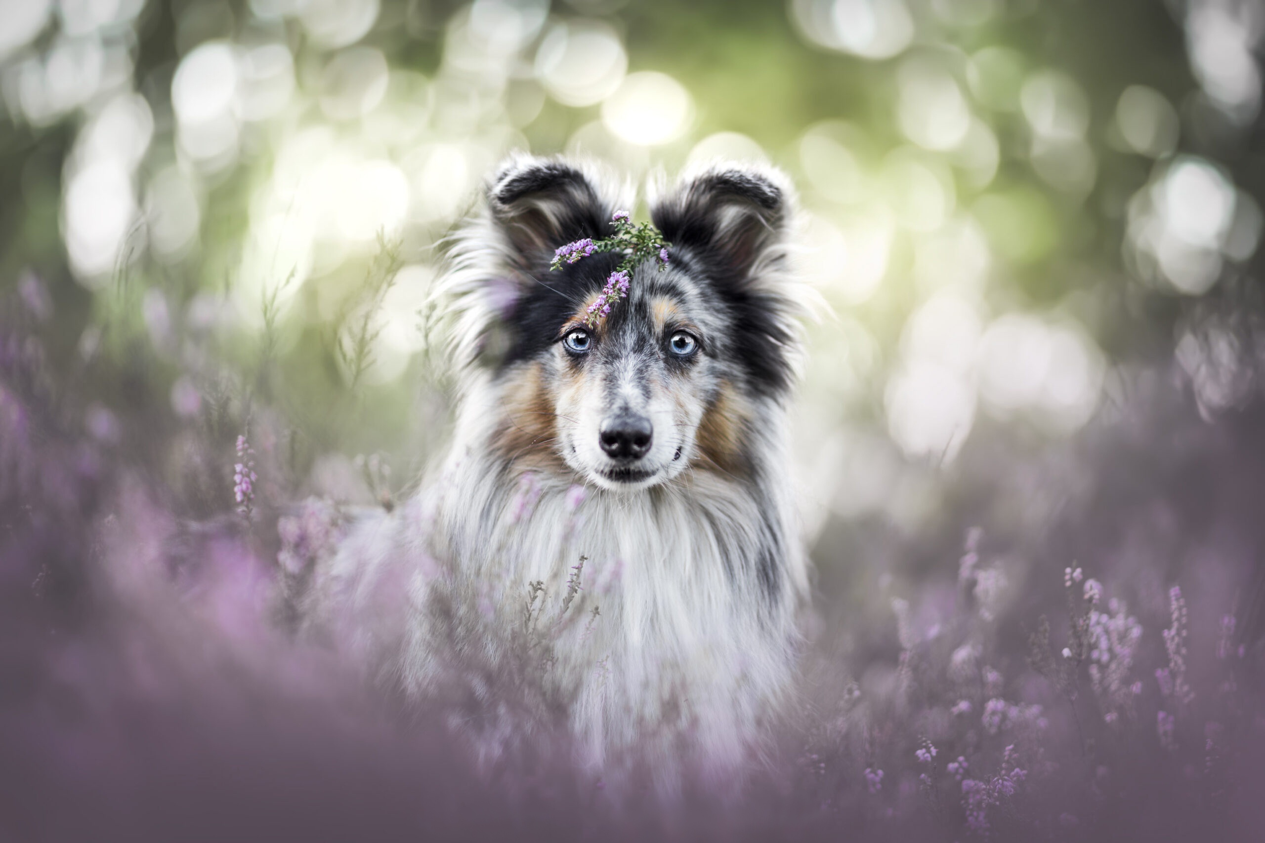 Laden Sie das Tiere, Hunde, Welpen, Shetland Schäferhund, Tierbaby-Bild kostenlos auf Ihren PC-Desktop herunter