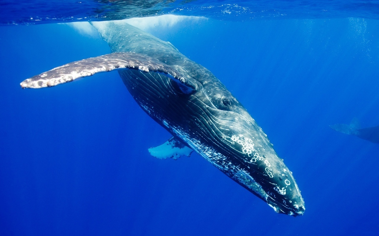 20930 завантажити шпалери тварини, море, кити, блакитний - заставки і картинки безкоштовно