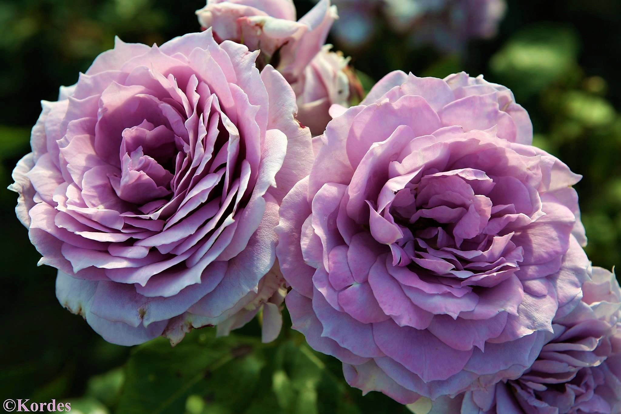 Download mobile wallpaper Flowers, Flower, Rose, Earth, Purple Flower for free.