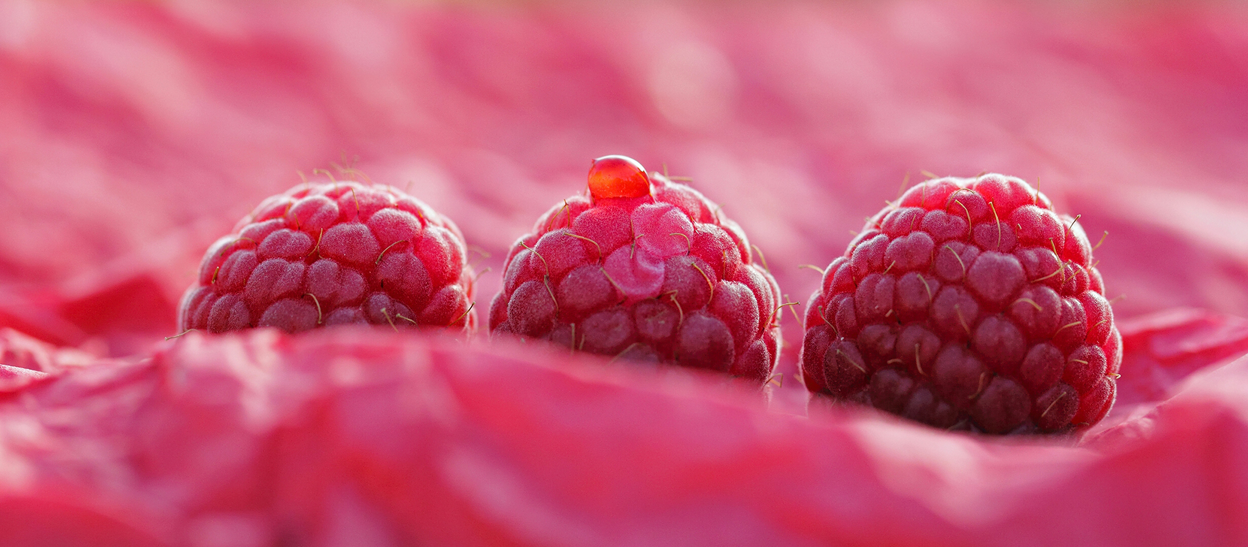 Download mobile wallpaper Fruits, Food, Pink, Raspberry, Close Up, Berry, Fruit for free.