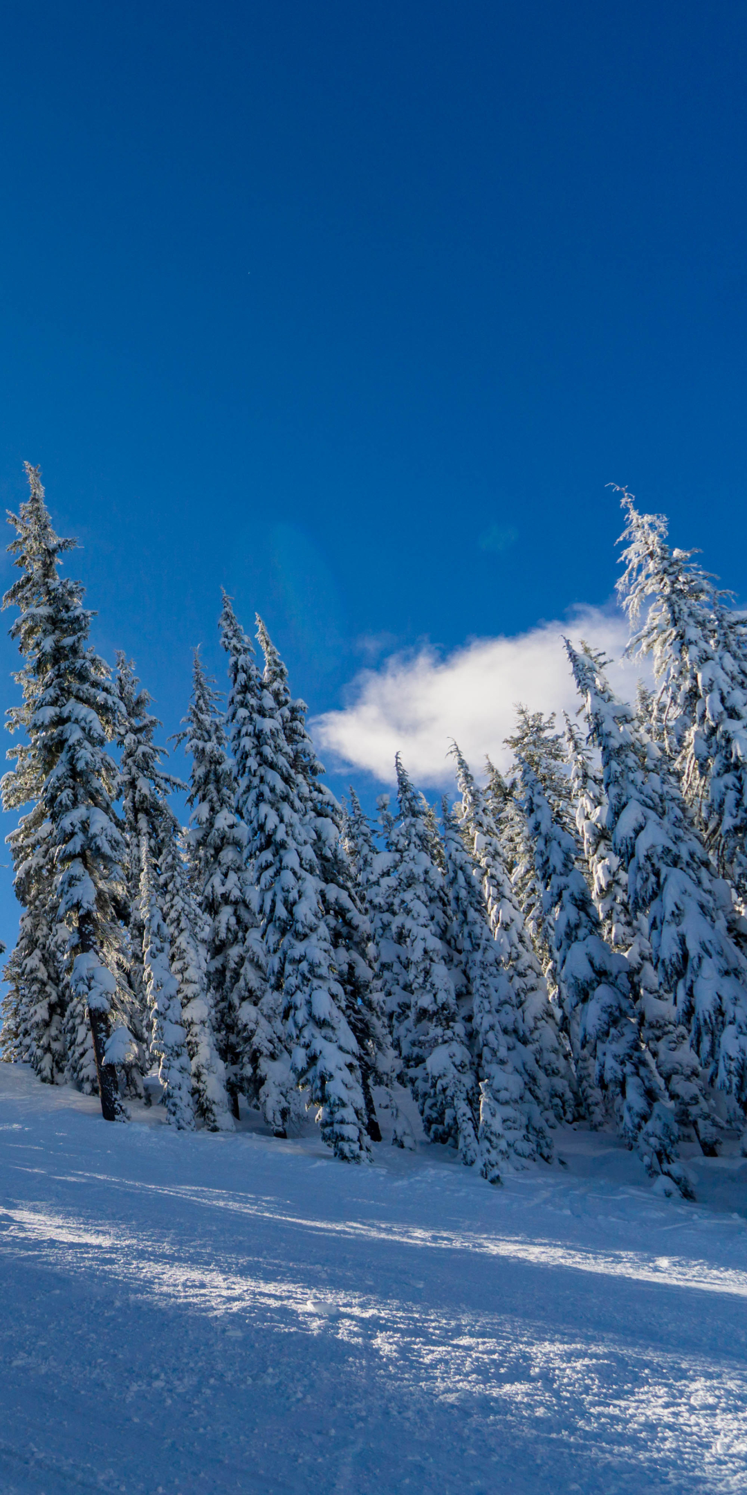 Download mobile wallpaper Winter, Nature, Snow, Tree, Earth, Sunbeam, Sunbean for free.