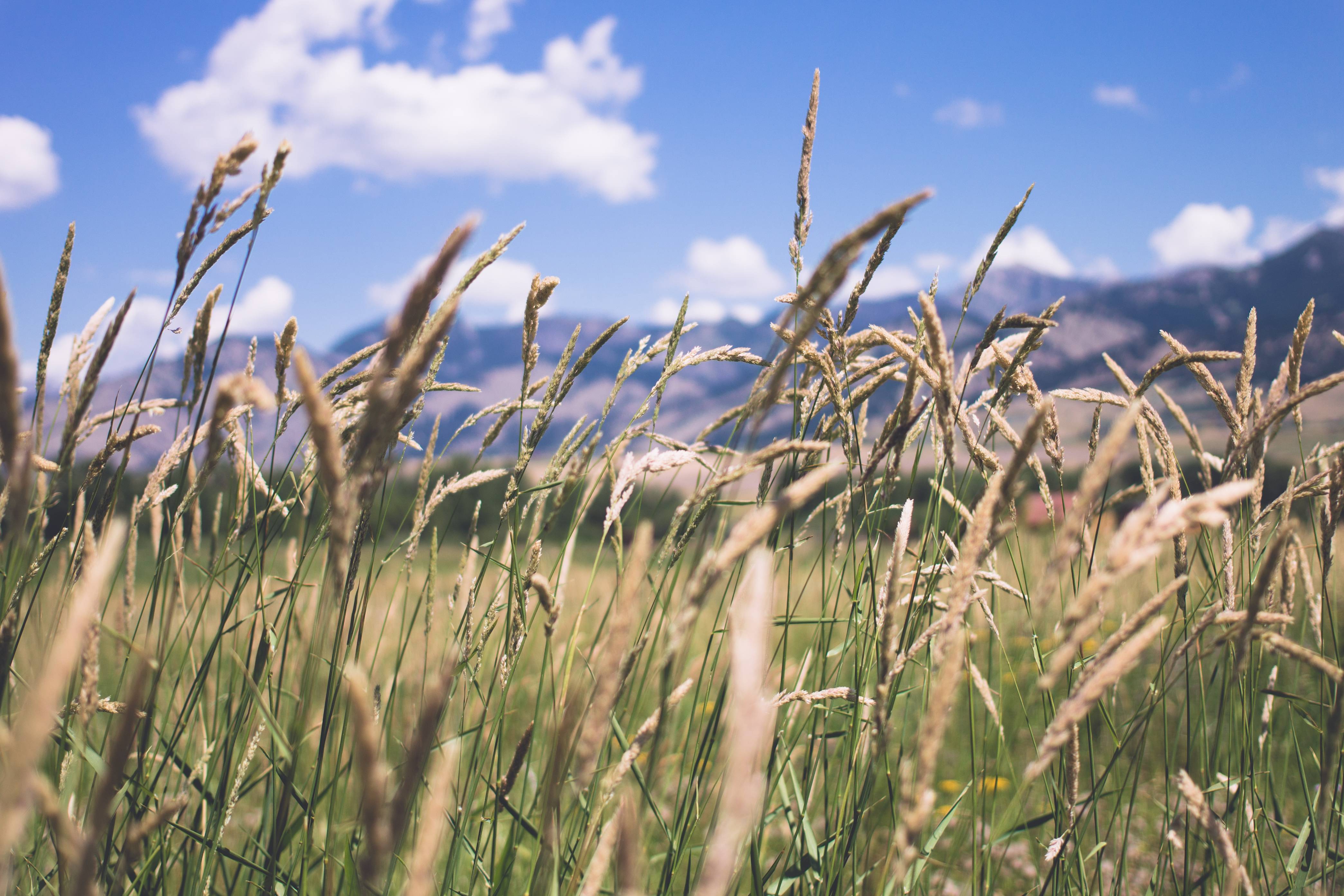 Handy-Wallpaper Gras, Erde/natur kostenlos herunterladen.