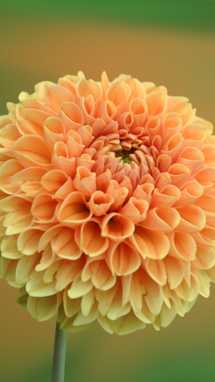 Download mobile wallpaper Flowers, Flower, Macro, Blur, Earth, Dahlia, Yellow Flower for free.