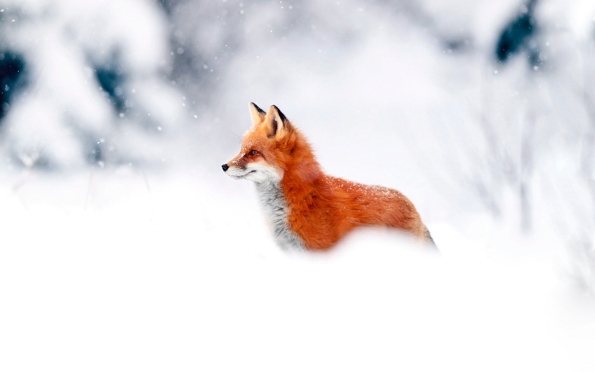 Téléchargez gratuitement l'image Animaux, Renard sur le bureau de votre PC