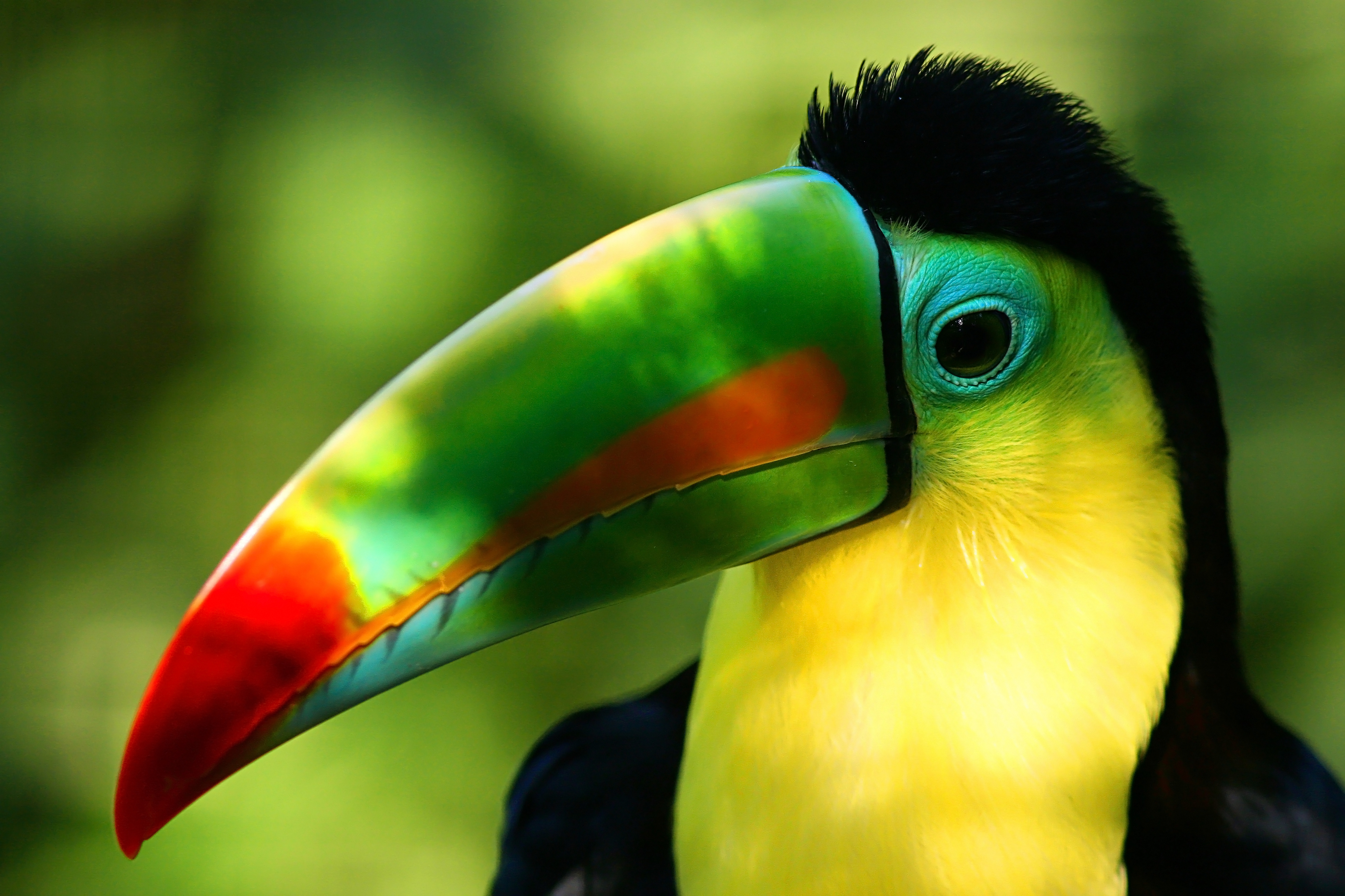 Laden Sie das Tiere, Vögel, Tukan-Bild kostenlos auf Ihren PC-Desktop herunter