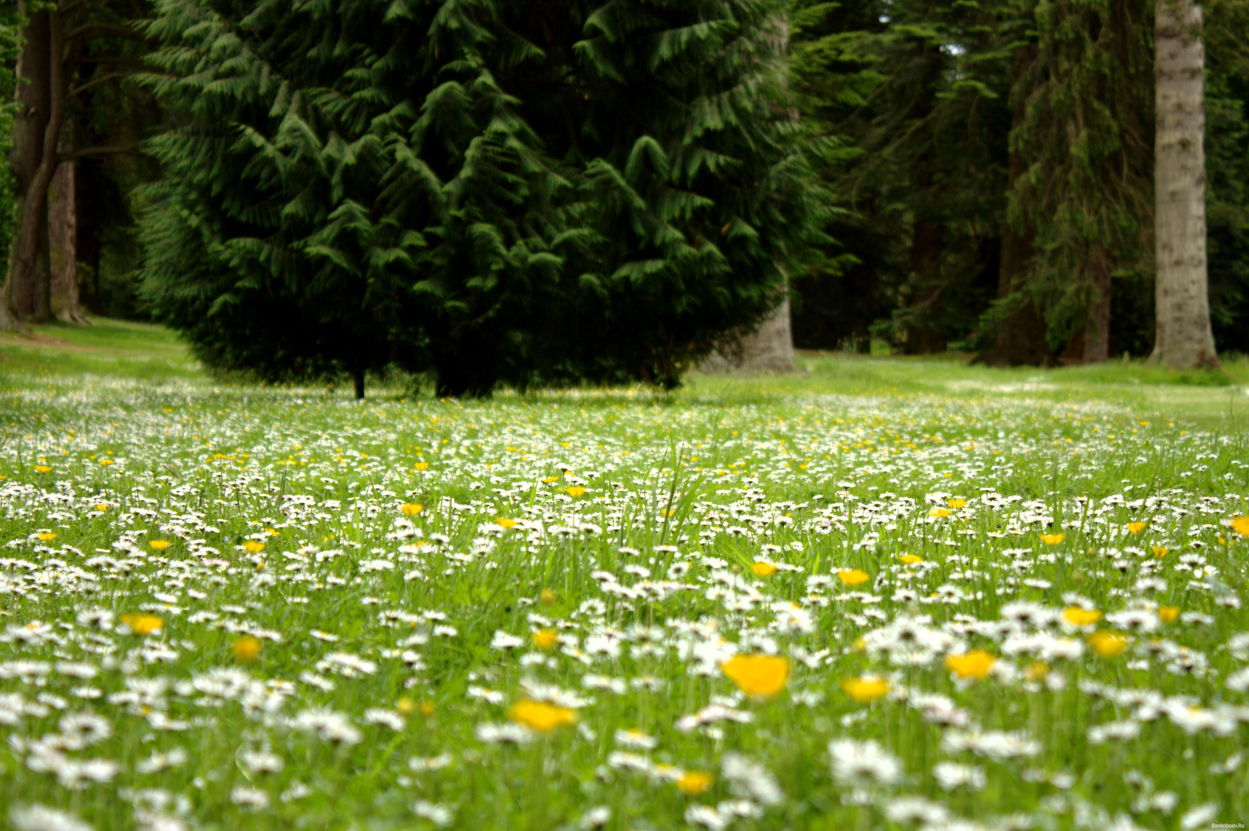 Handy-Wallpaper Natur, Blumen, Blume, Gras, Weiße Blume, Erde/natur kostenlos herunterladen.