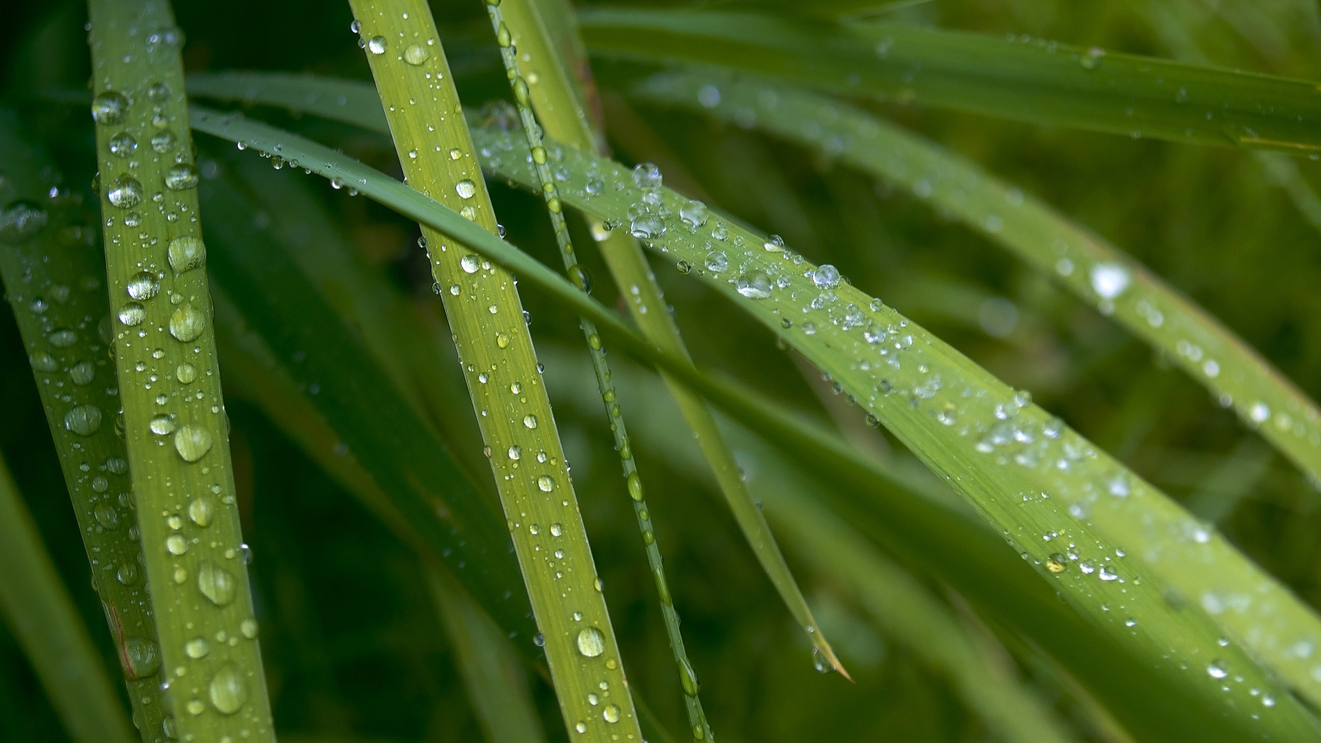 Baixe gratuitamente a imagem Terra/natureza, Gota De Água na área de trabalho do seu PC