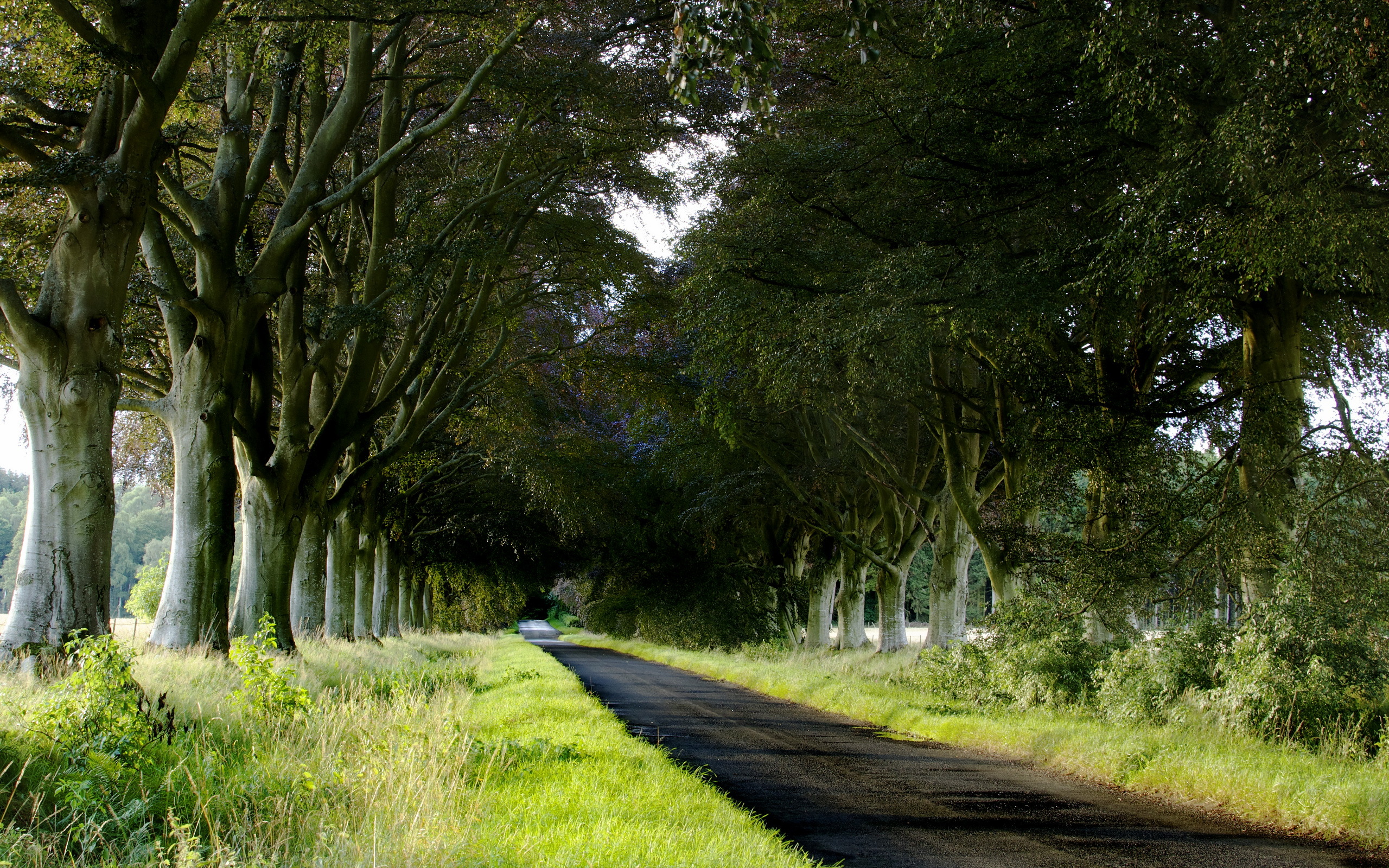 Free download wallpaper Grass, Road, Tree, Man Made, Tree Lined on your PC desktop