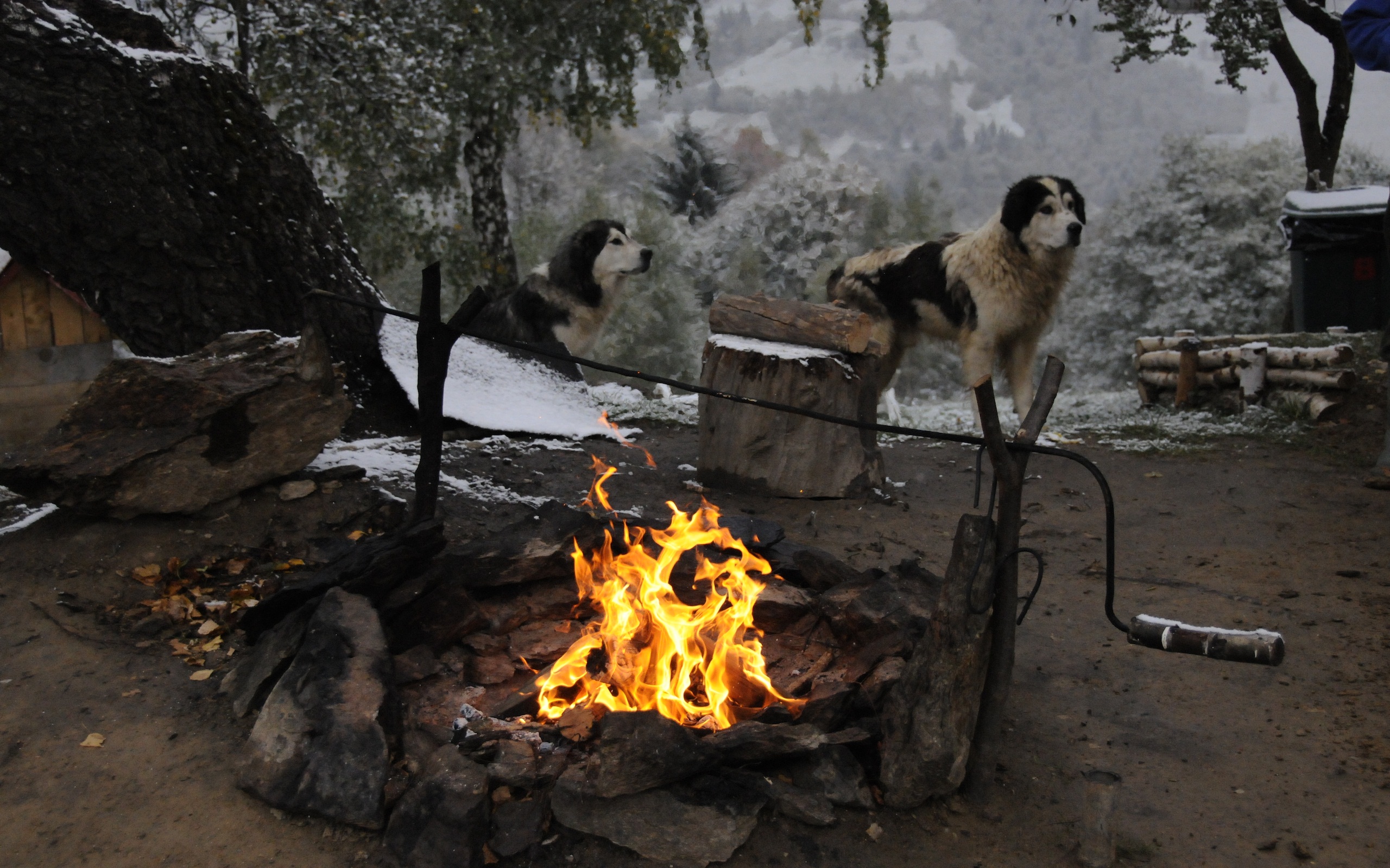 173463 Hintergrundbild herunterladen tiere, hund, lagerfeuer, hunde - Bildschirmschoner und Bilder kostenlos