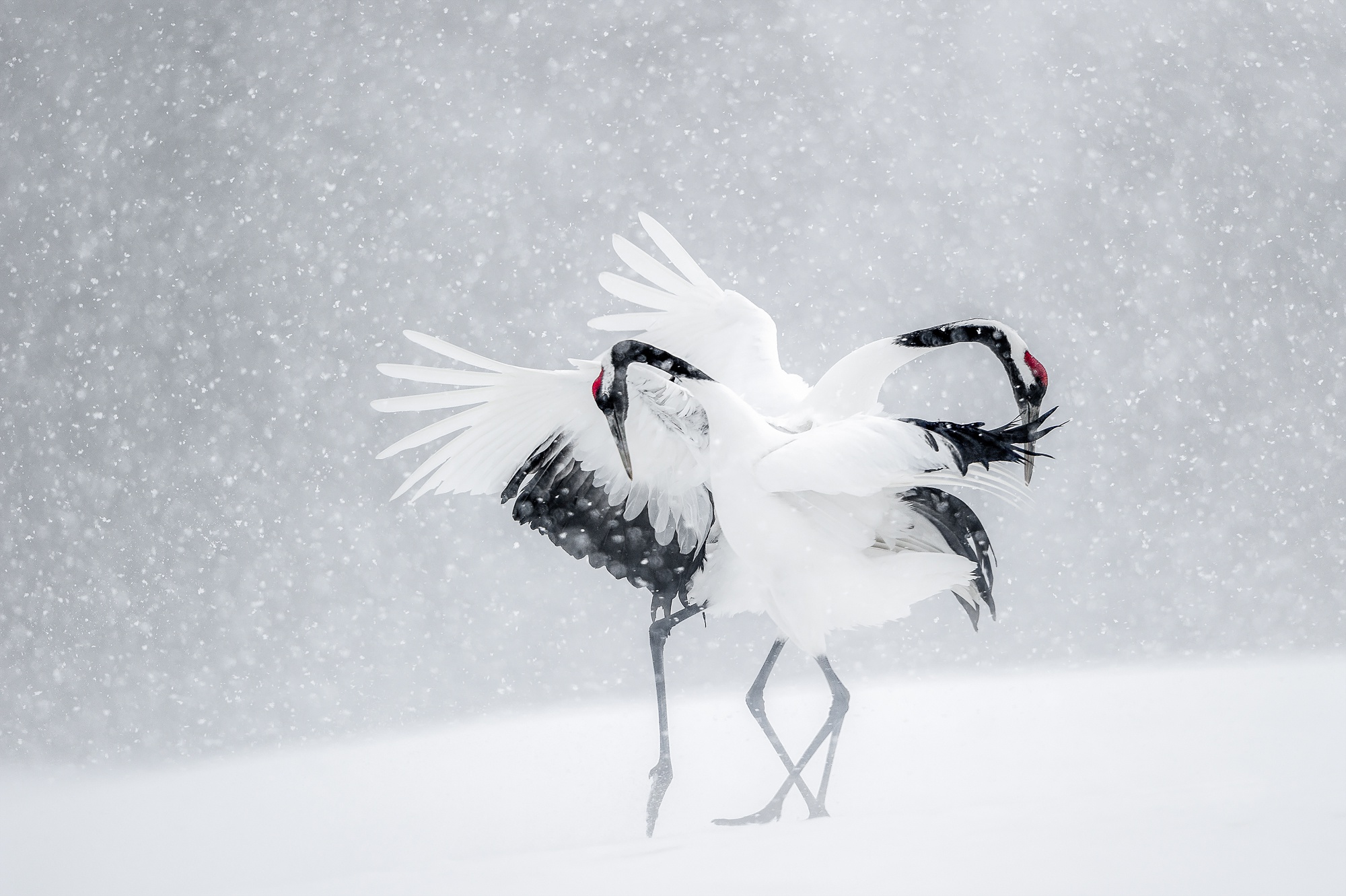 398972 скачать картинку снег, снегопад, зима, животные, красный венценосный журавль, птицы - обои и заставки бесплатно