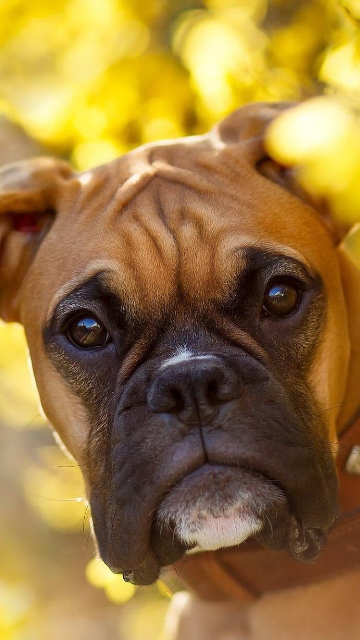 Download mobile wallpaper Dogs, Dog, Muzzle, Animal, Bokeh, Boxer, Boxer (Dog) for free.