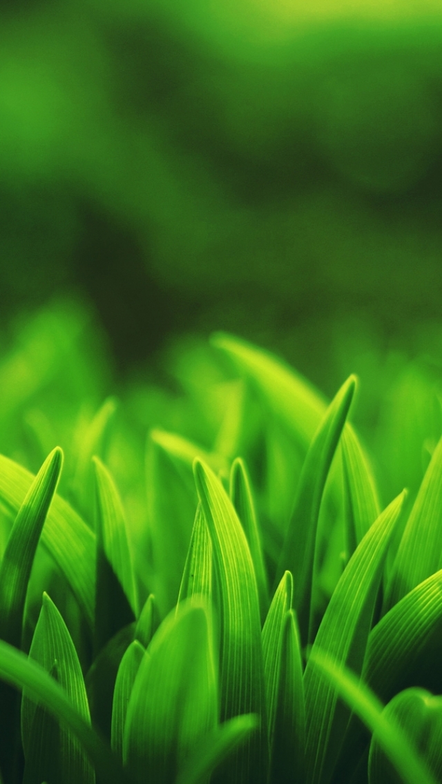 Download mobile wallpaper Grass, Earth for free.