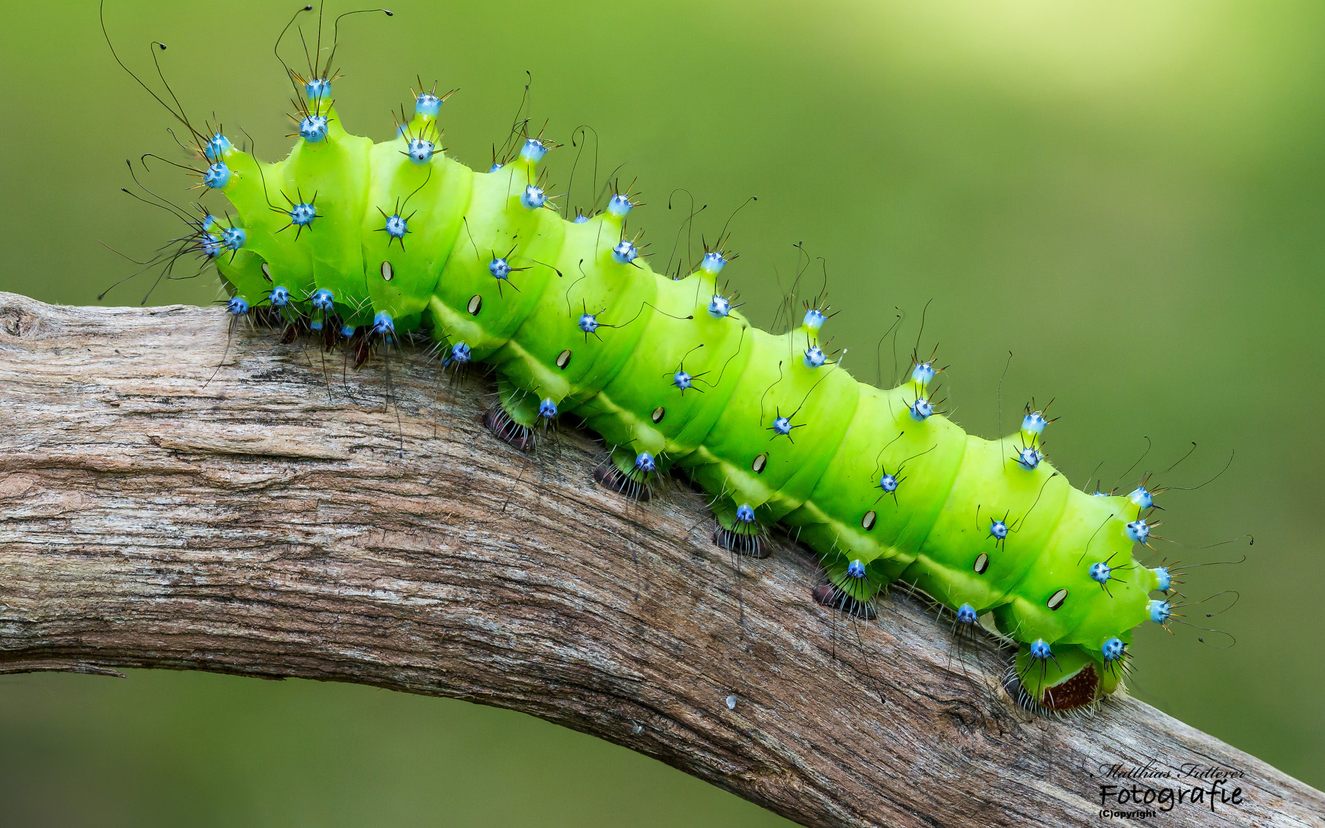 Download mobile wallpaper Macro, Insect, Animal, Caterpillar for free.