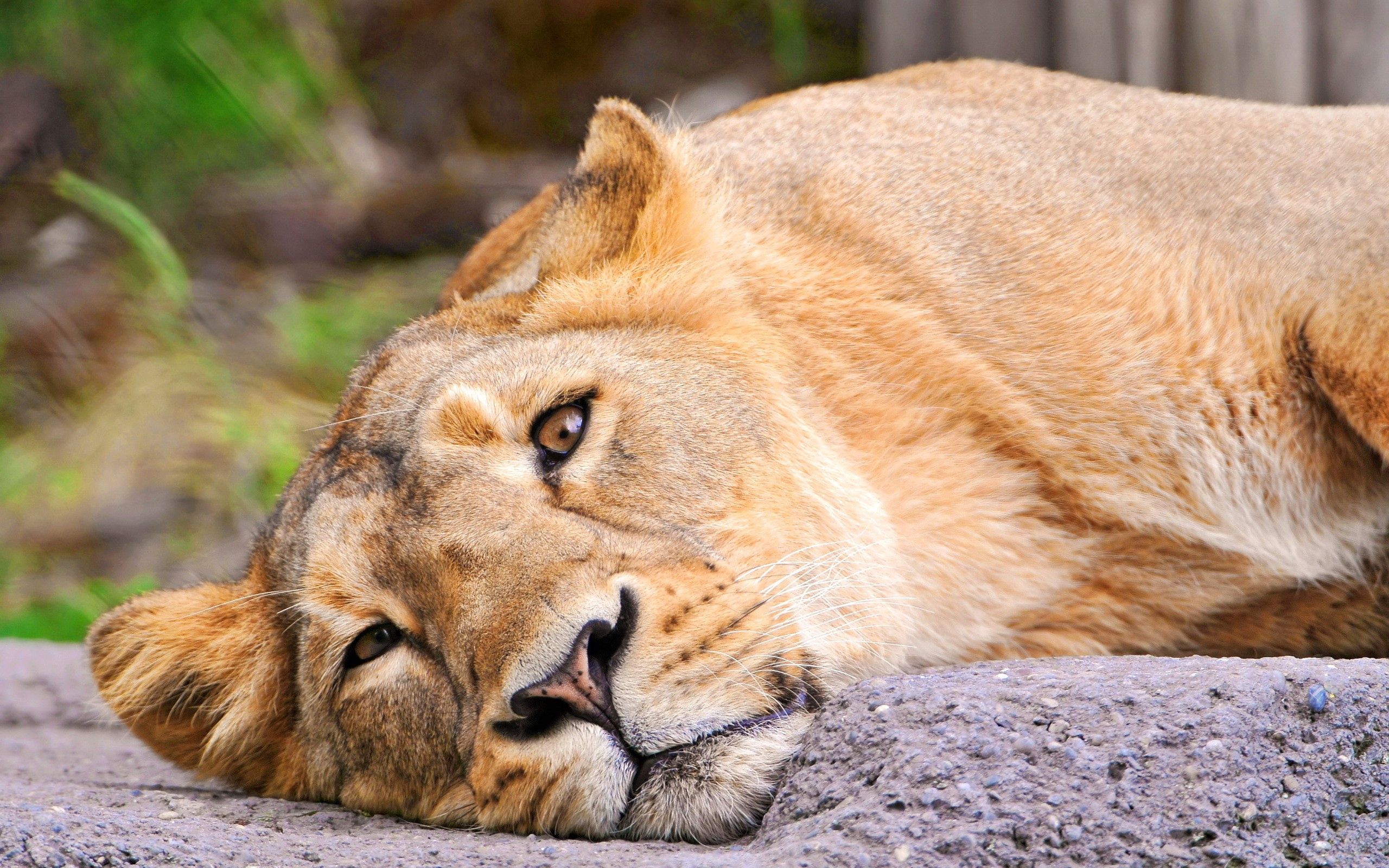 lioness, animals, lies, muzzle HD wallpaper