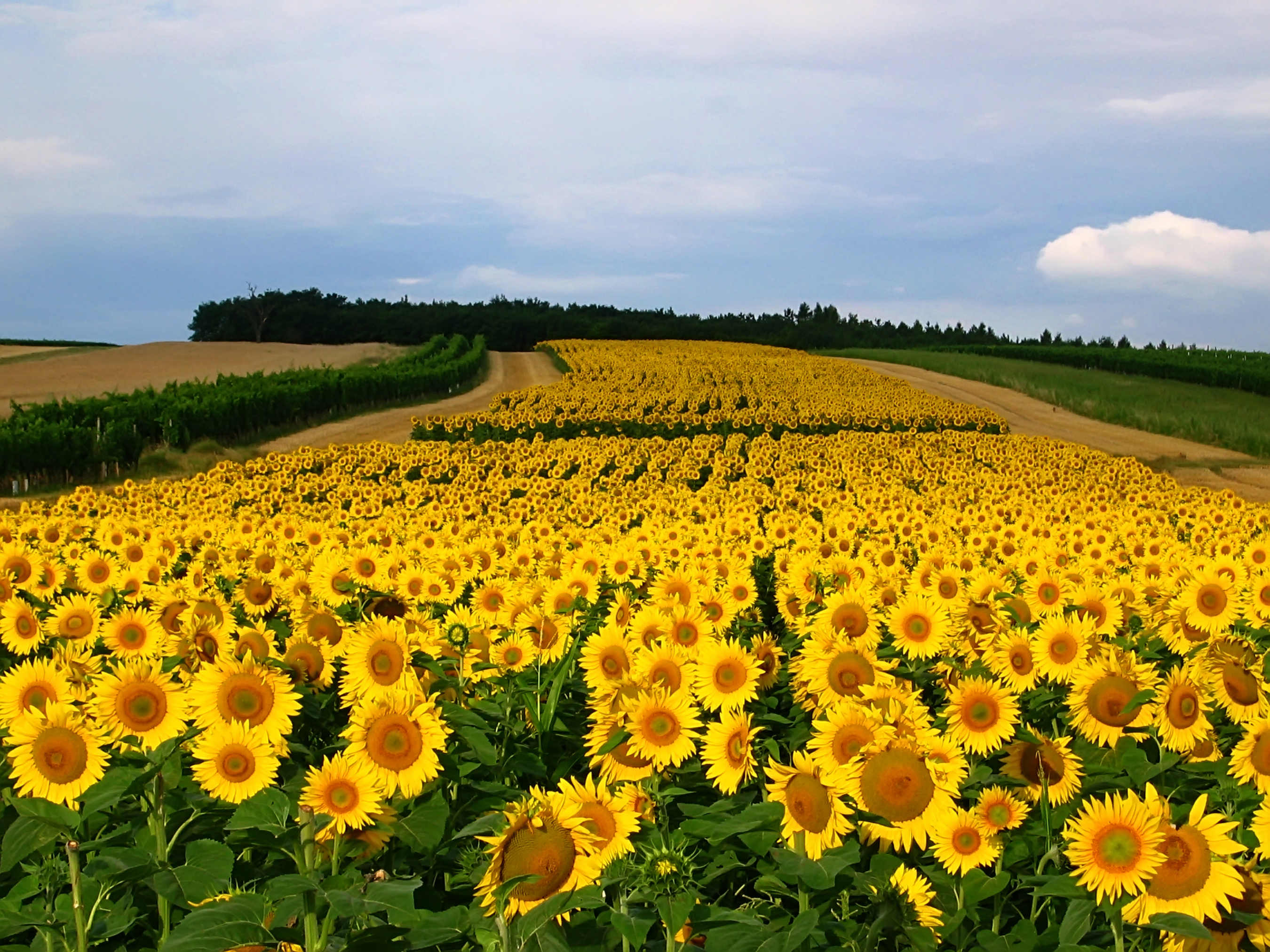 Handy-Wallpaper Blumen, Sommer, Blume, Feld, Sonnenblume, Gelbe Blume, Erde/natur kostenlos herunterladen.