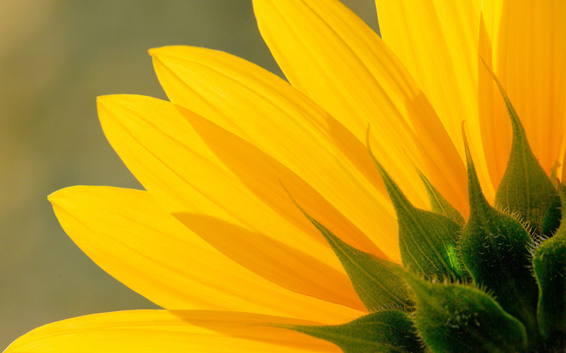 Скачать картинку Подсолнух, Желтый Цветок, Флауэрсы, Земля/природа в телефон бесплатно.