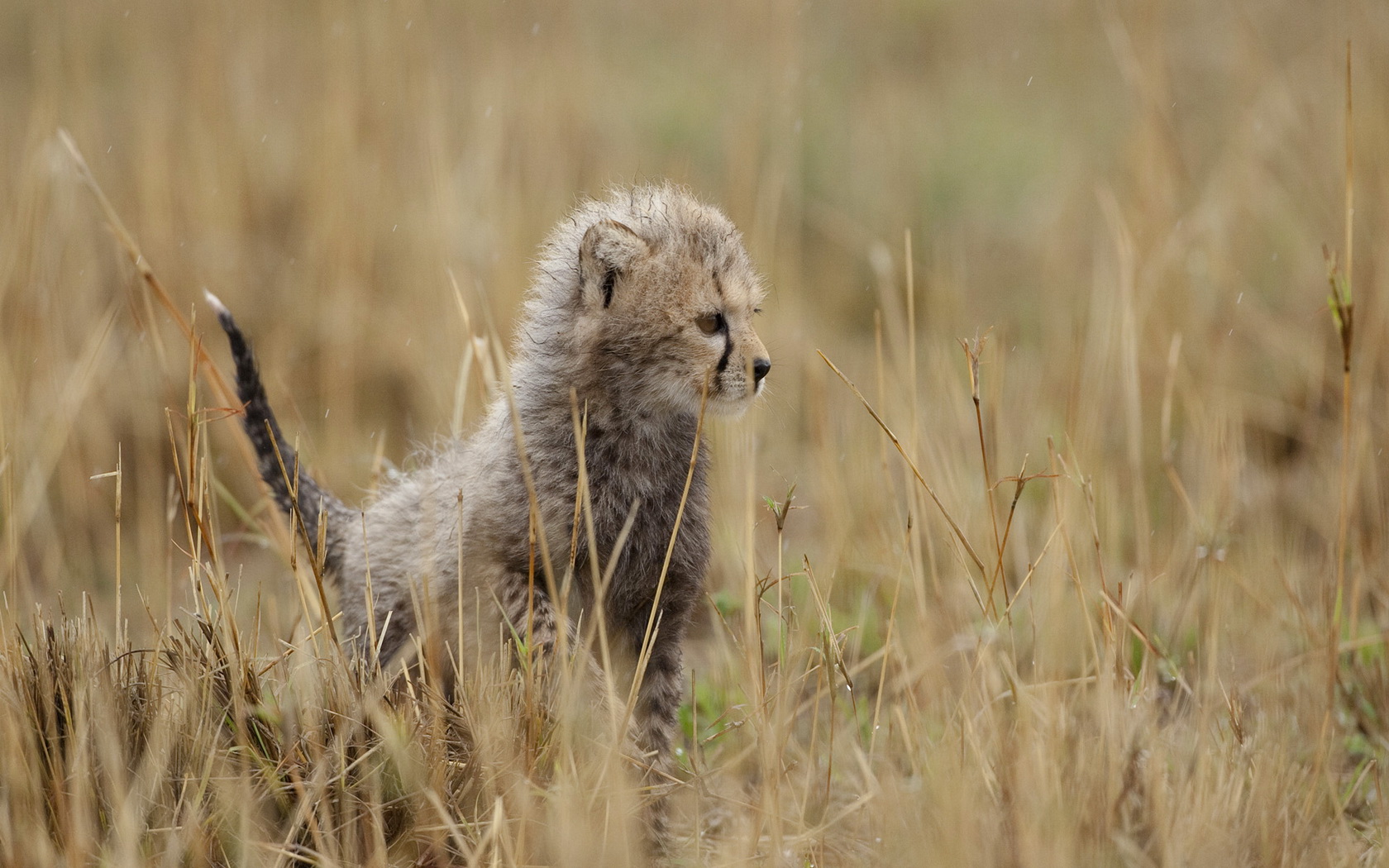 Free download wallpaper Cheetah, Cats, Animal on your PC desktop