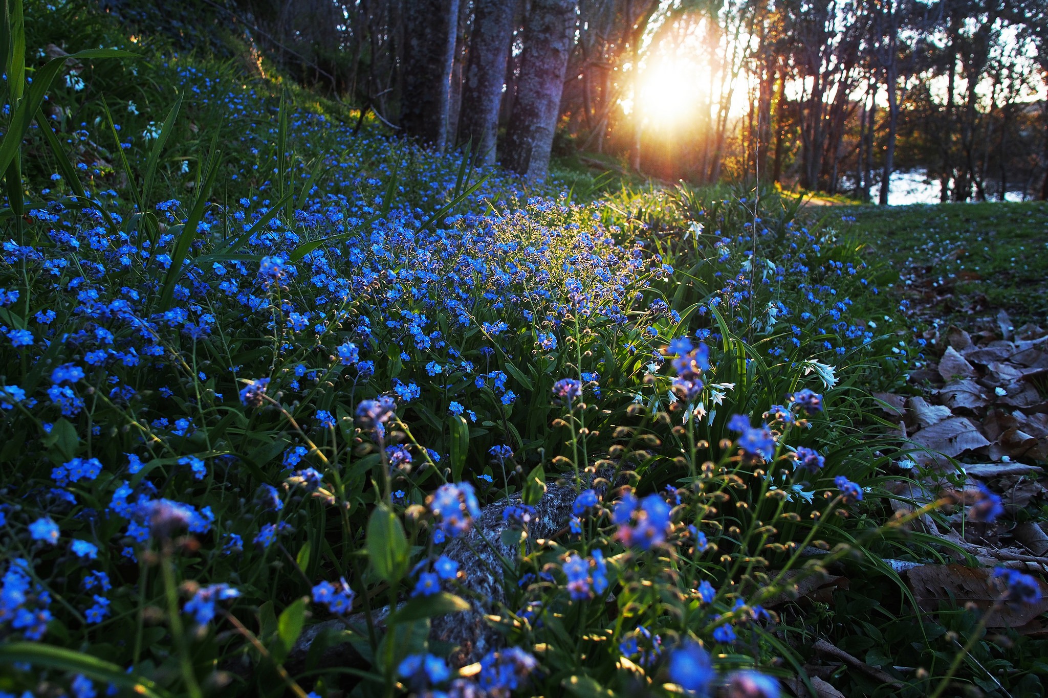 Free download wallpaper Nature, Flowers, Flower, Earth, Sunbeam, Blue Flower on your PC desktop