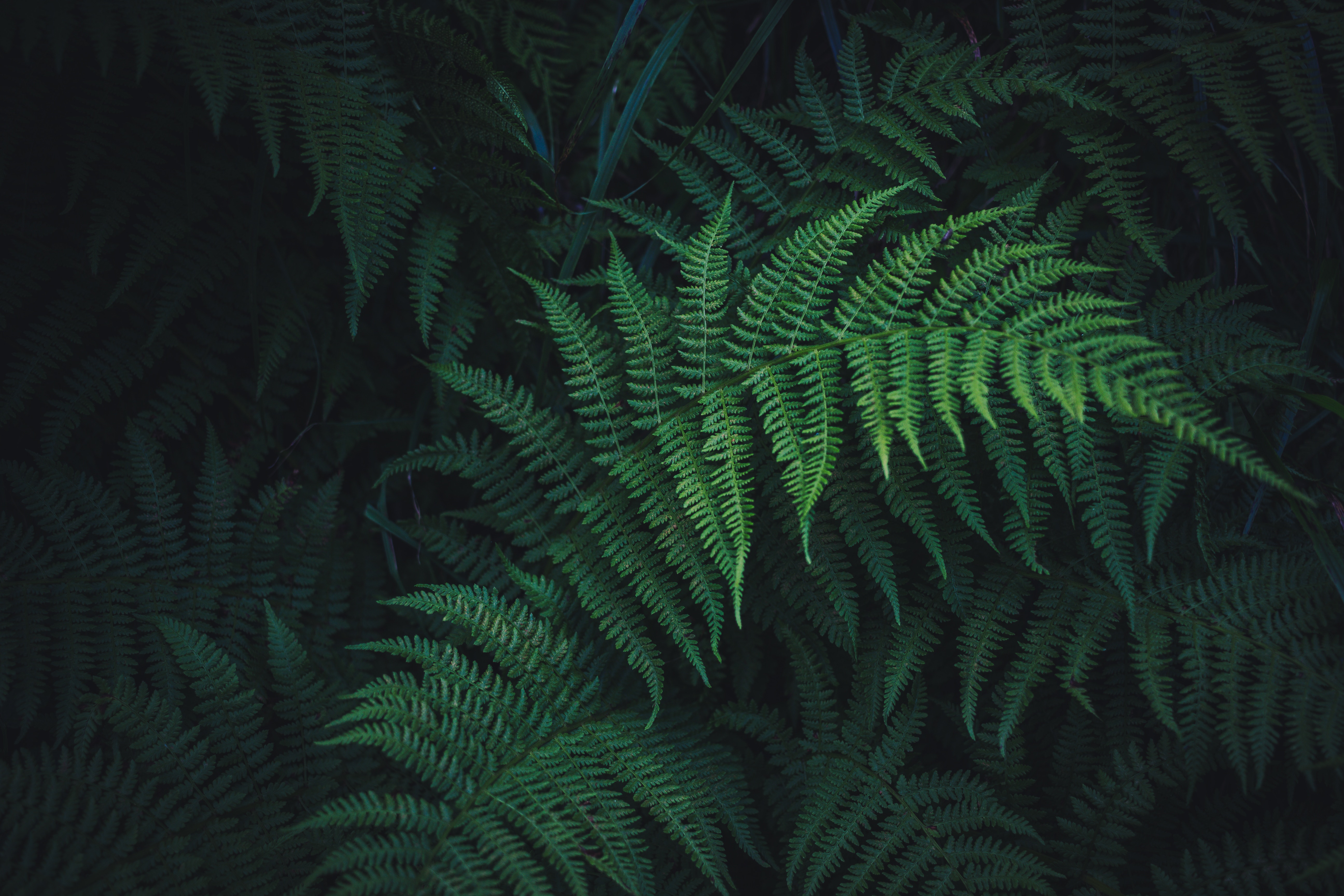 leaves, fern, nature, green, plant, carved