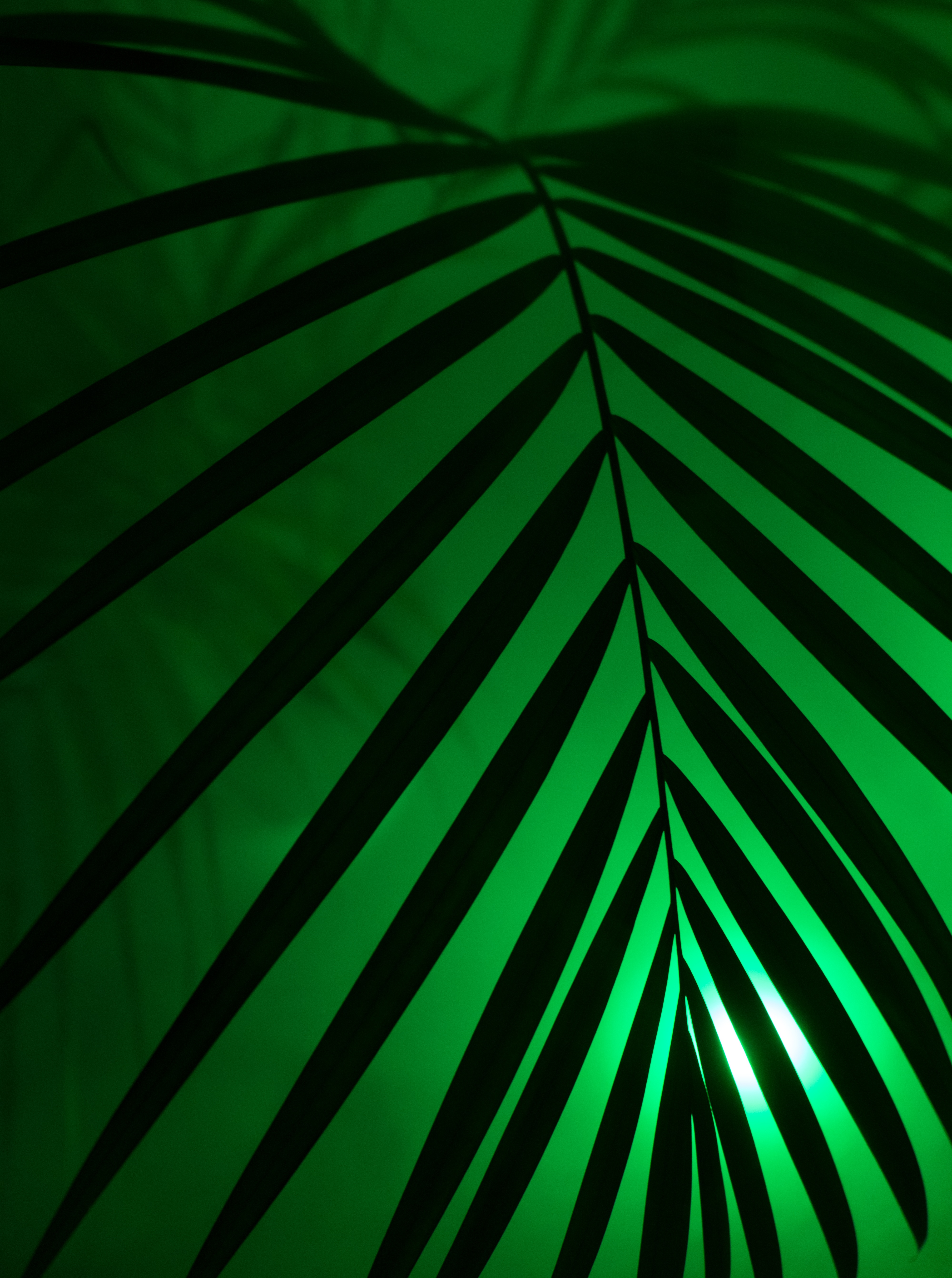 Free download wallpaper Shine, Palm, Sheet, Leaf, Light, Dark, Neon on your PC desktop
