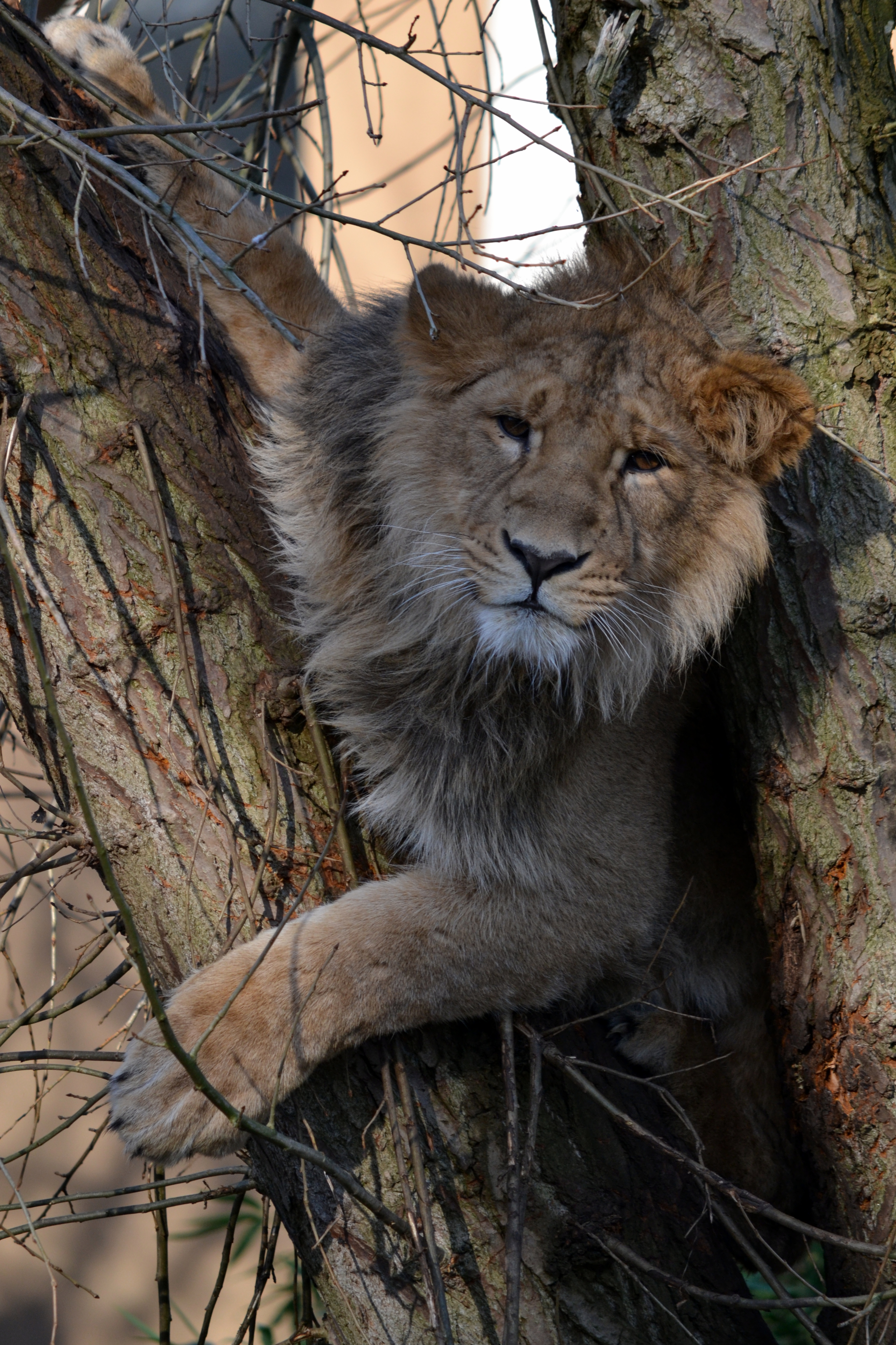 Free download wallpaper Animals, Wood, Tree, Big Cat, Wildlife, Beast, Lion on your PC desktop