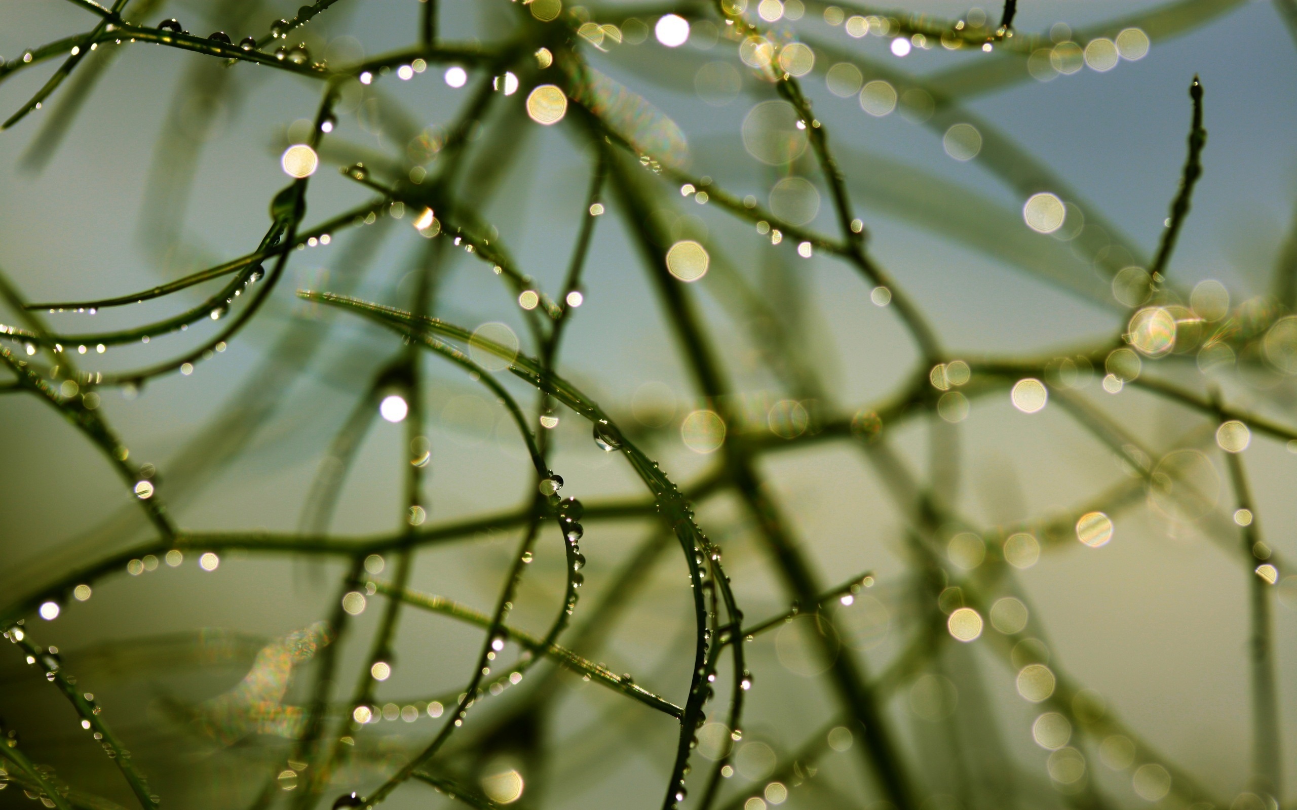 Descarga gratis la imagen Tierra/naturaleza, Gota De Agua en el escritorio de tu PC