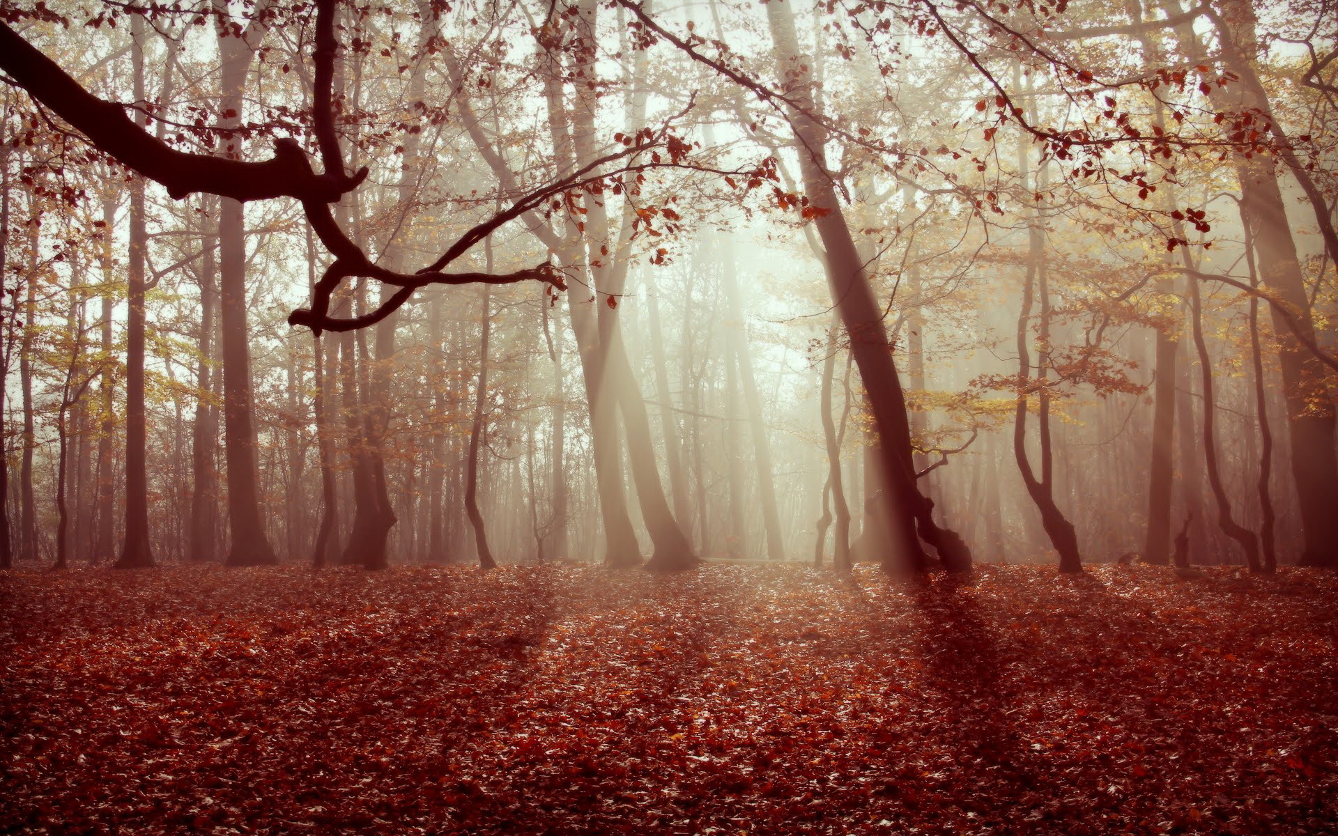 Téléchargez gratuitement l'image Automne, Terre/nature sur le bureau de votre PC