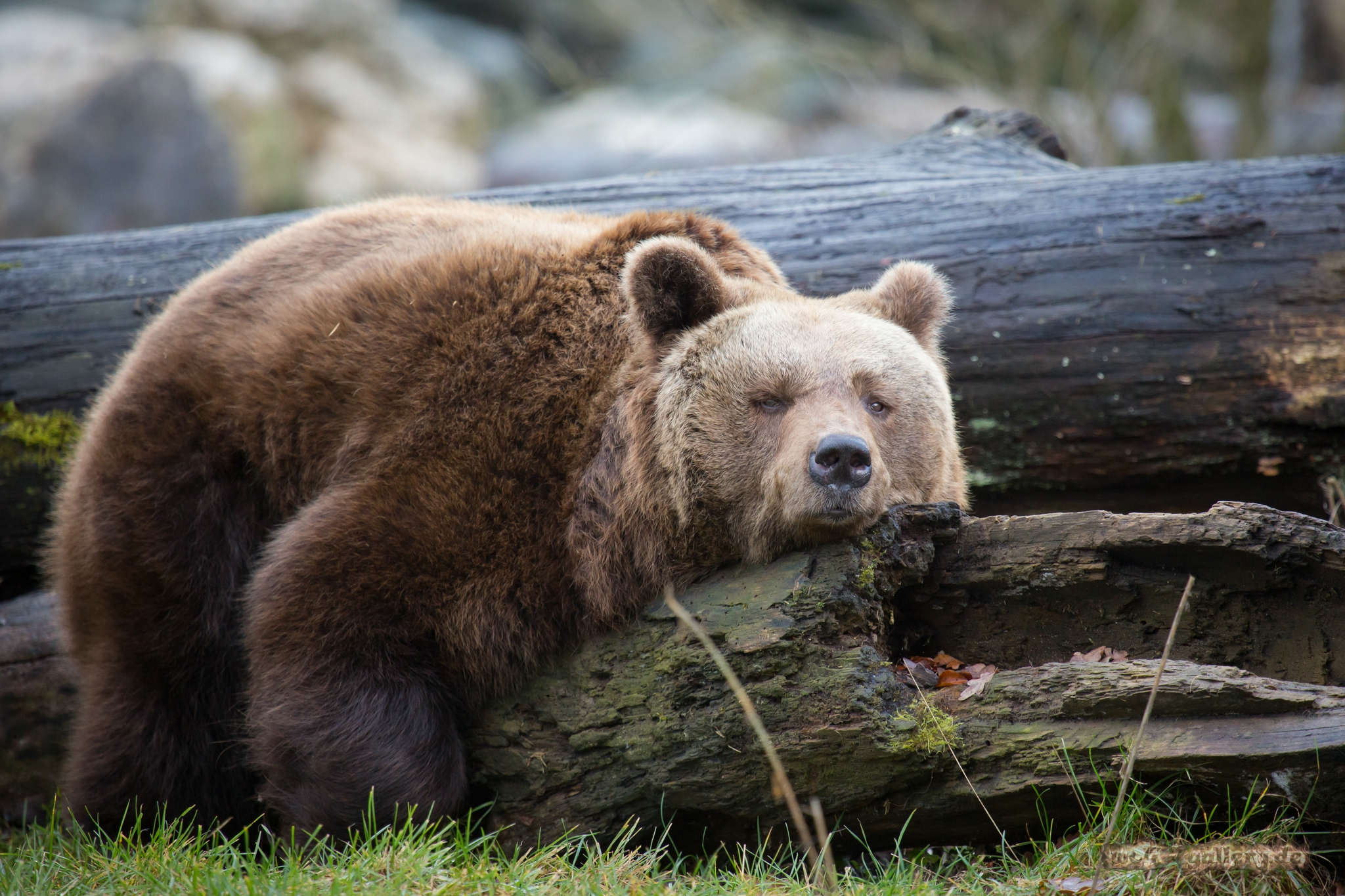 317014 descargar imagen oso, osos, animales: fondos de pantalla y protectores de pantalla gratis